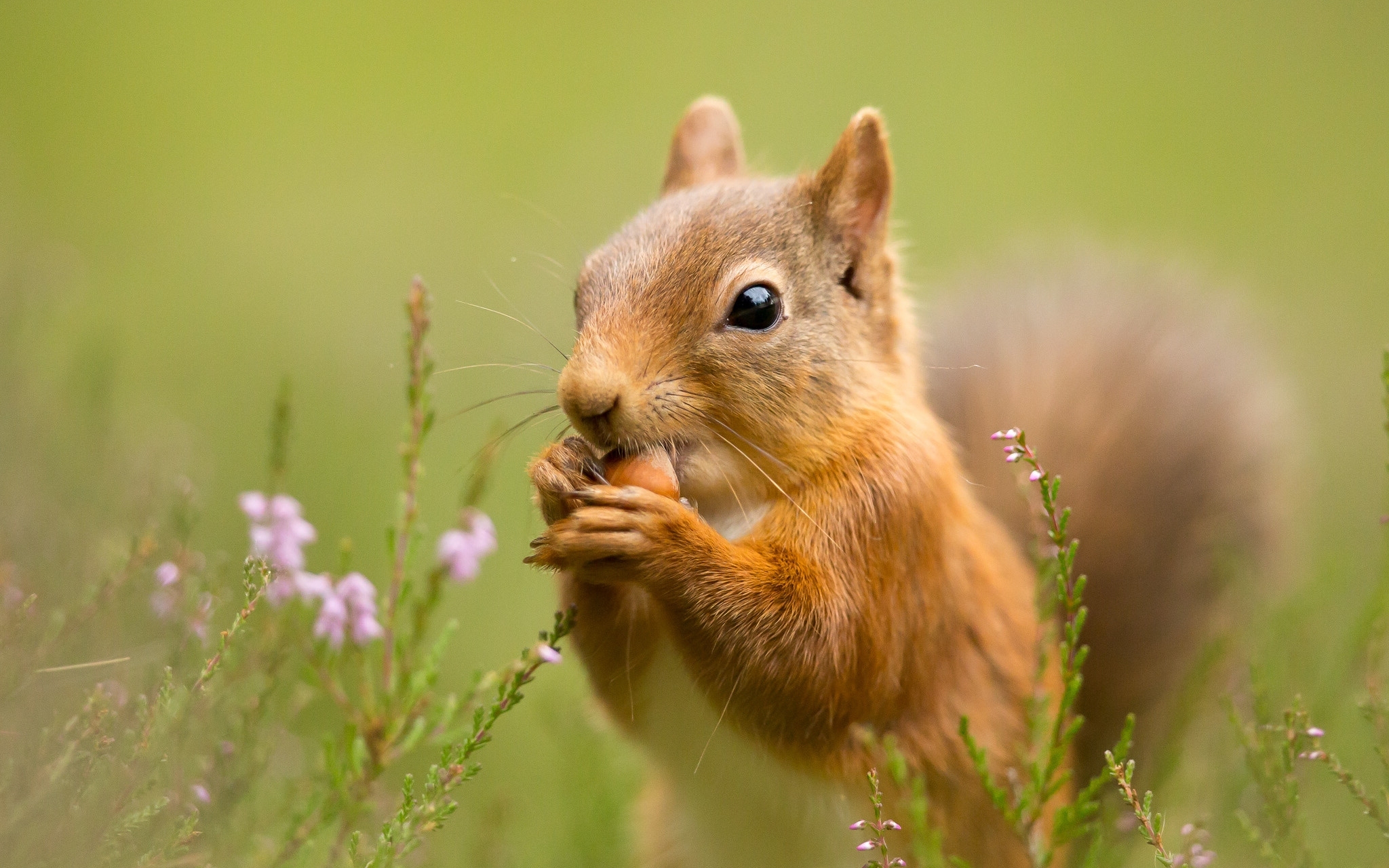 Обои цветы, трава, природа, фон, цветок, животное, белка, flowers, grass, nature, background, flower, animal, protein разрешение 2048x1280 Загрузить