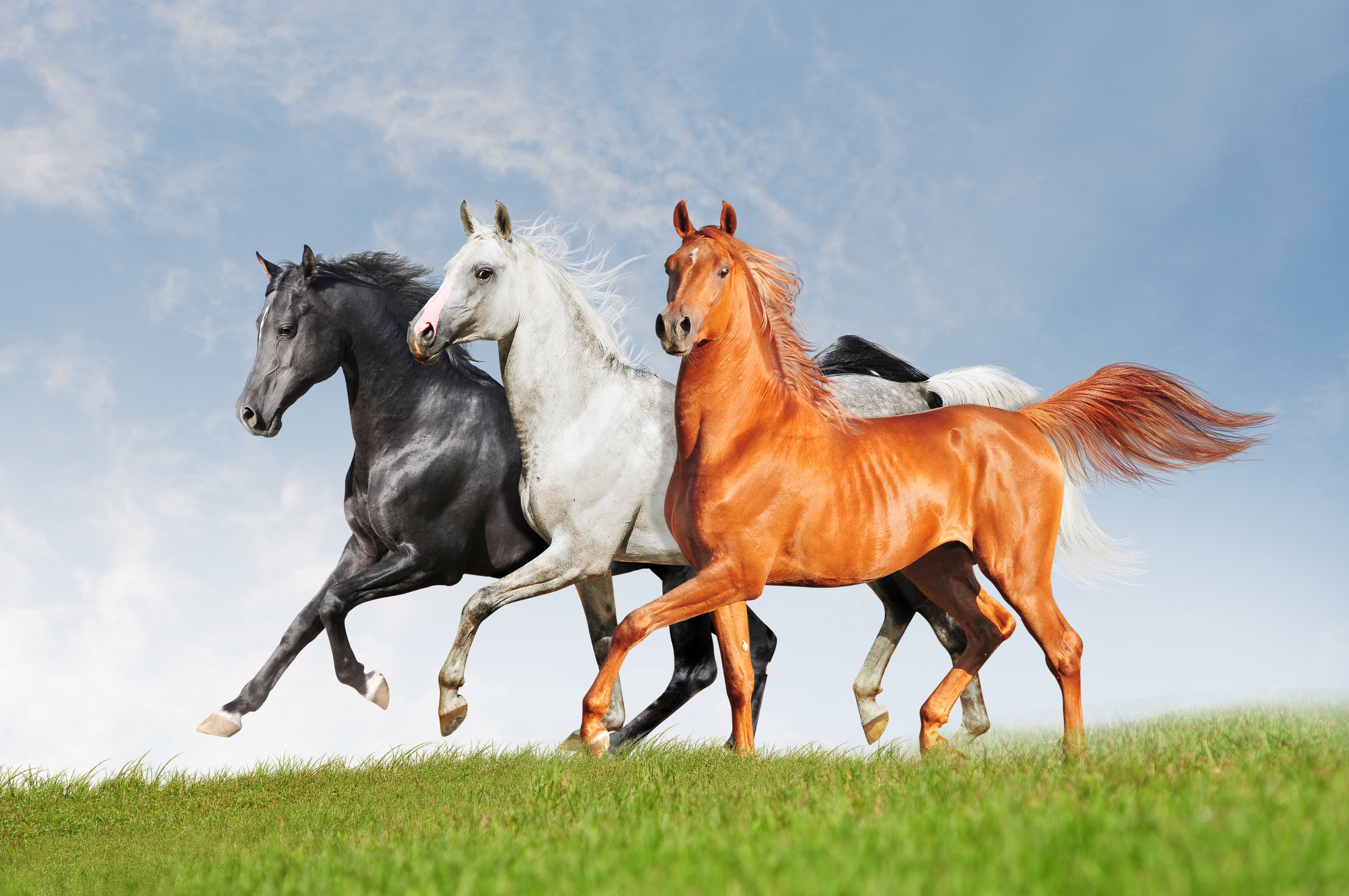 картинки 4 лошадей