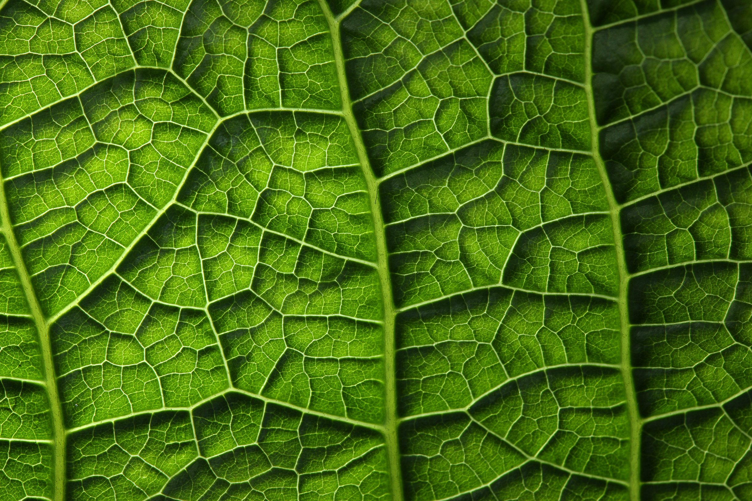 Обои зелёный, лист, растение, листик, завод, грин, green, sheet, plant, leaf разрешение 2450x1633 Загрузить