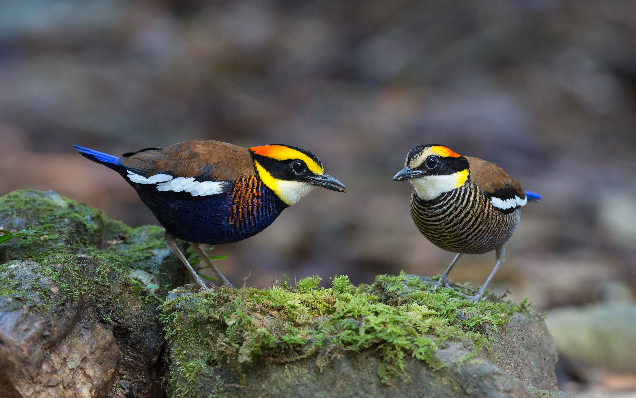 Обои камни, птицы, мох, питты, banded pitta, stones, birds, moss, pitta разрешение 2048x1281 Загрузить