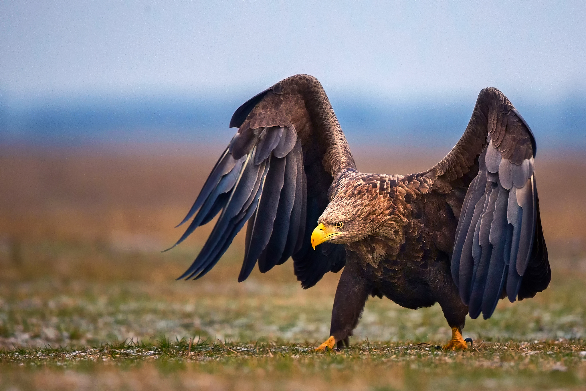 Обои природа, крылья, орел, птица, nature, wings, eagle, bird разрешение 2048x1366 Загрузить