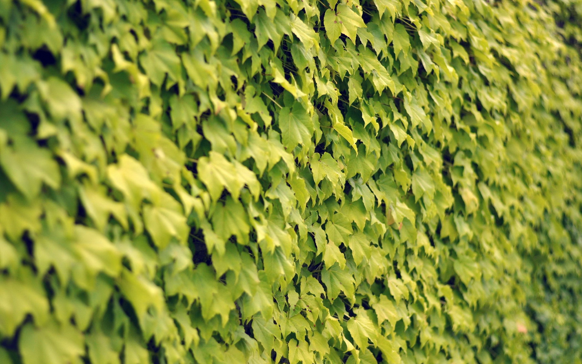 Обои текстура, листья, стена, texture, leaves, wall разрешение 1920x1200 Загрузить