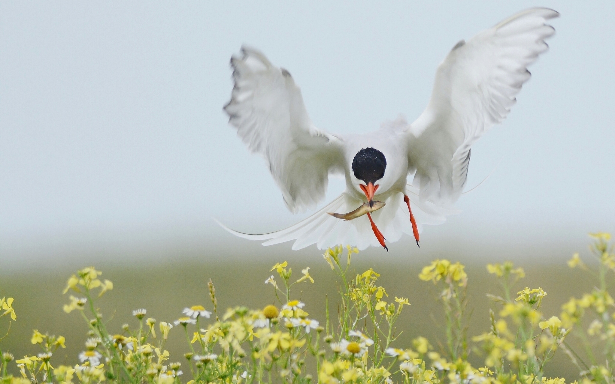 Обои цветы, полет, крылья, птица, рыбка, добыча, улов, крачка, flowers, flight, wings, bird, fish, mining, catch, tern разрешение 2048x1280 Загрузить