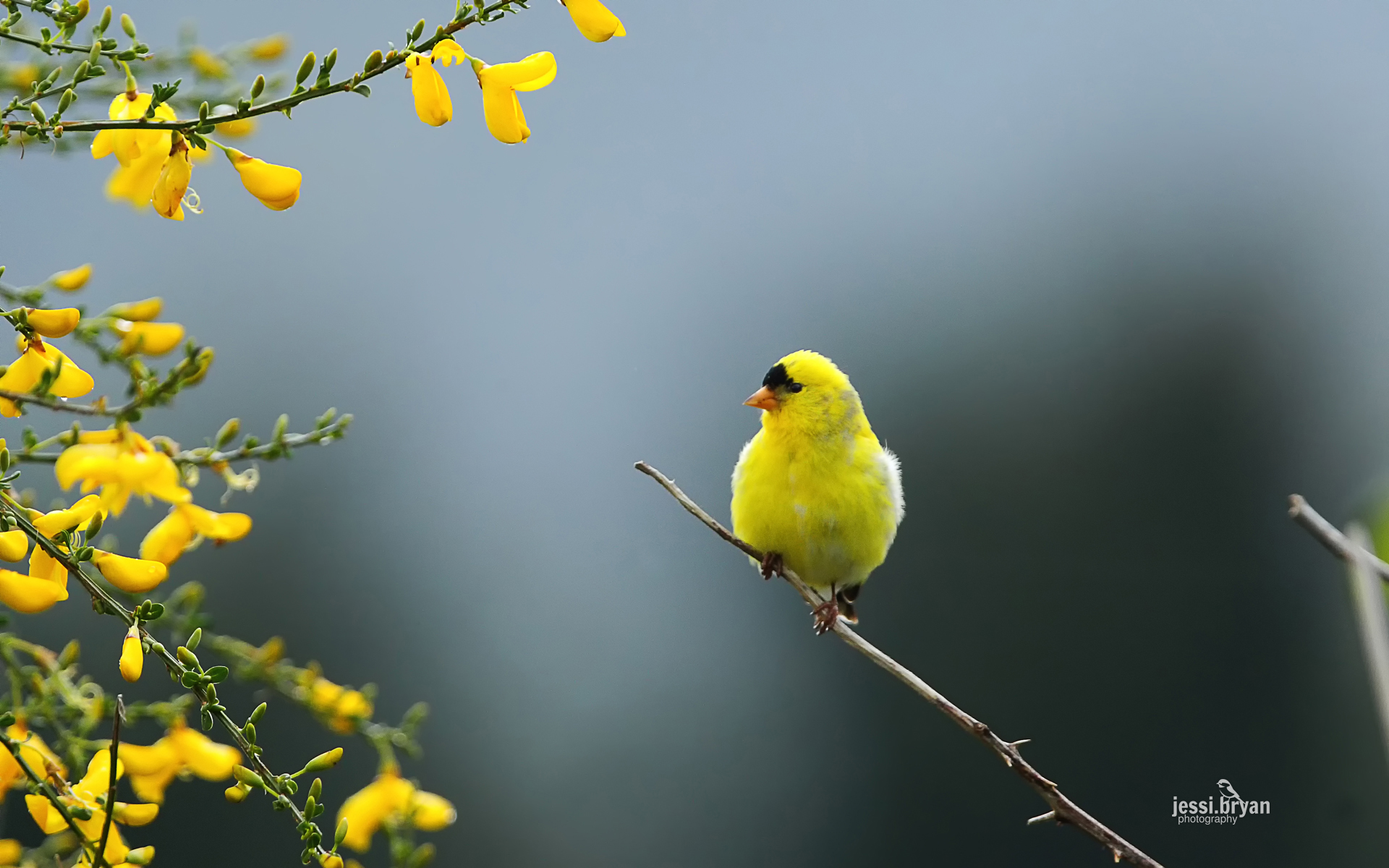 Обои ветка, природа, птица, щегол, carduelis tristis, branch, nature, bird, goldfinch разрешение 1920x1200 Загрузить