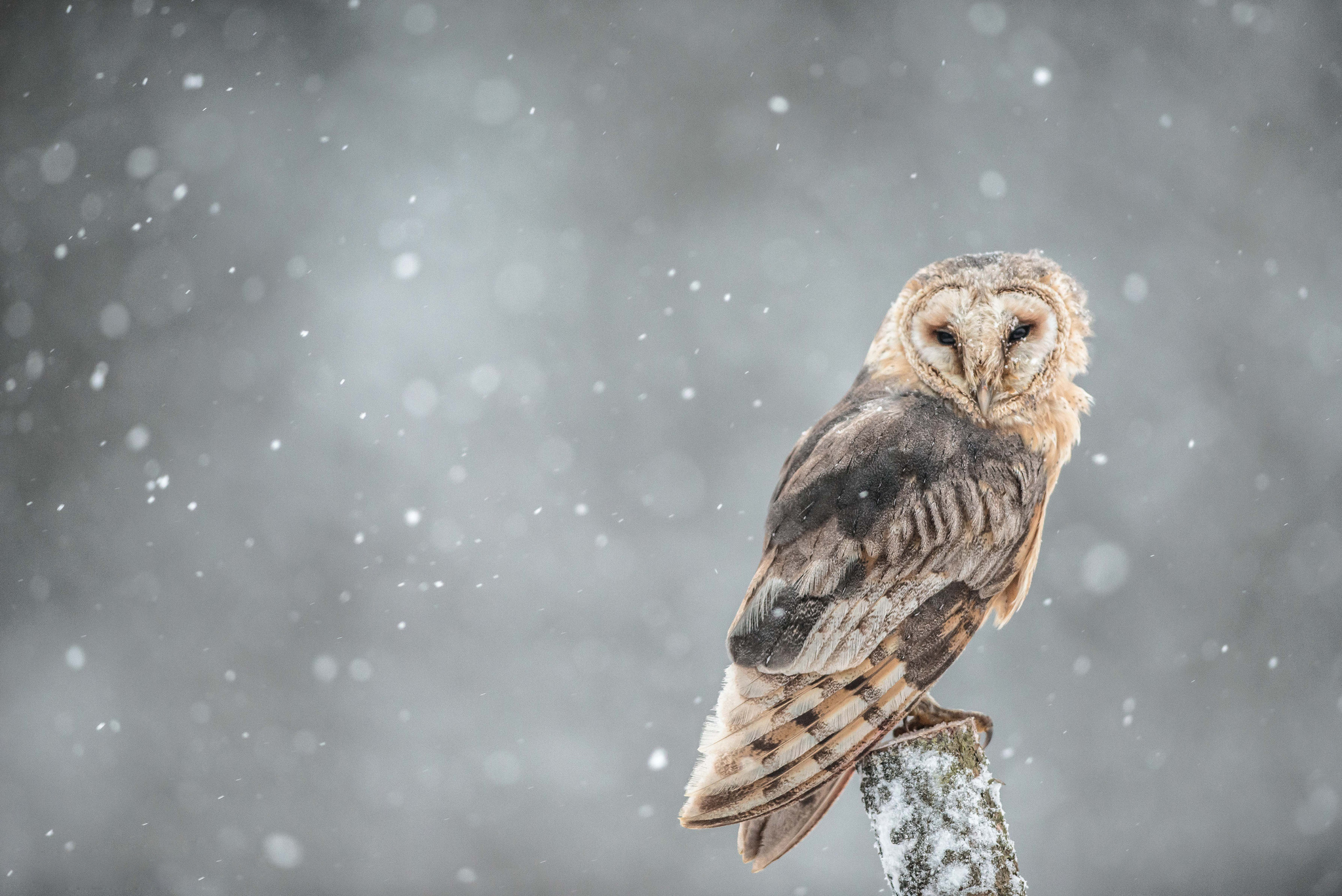 Обои сова, ветка, снег, взгляд, птица, owl, branch, snow, look, bird разрешение 2048x1367 Загрузить