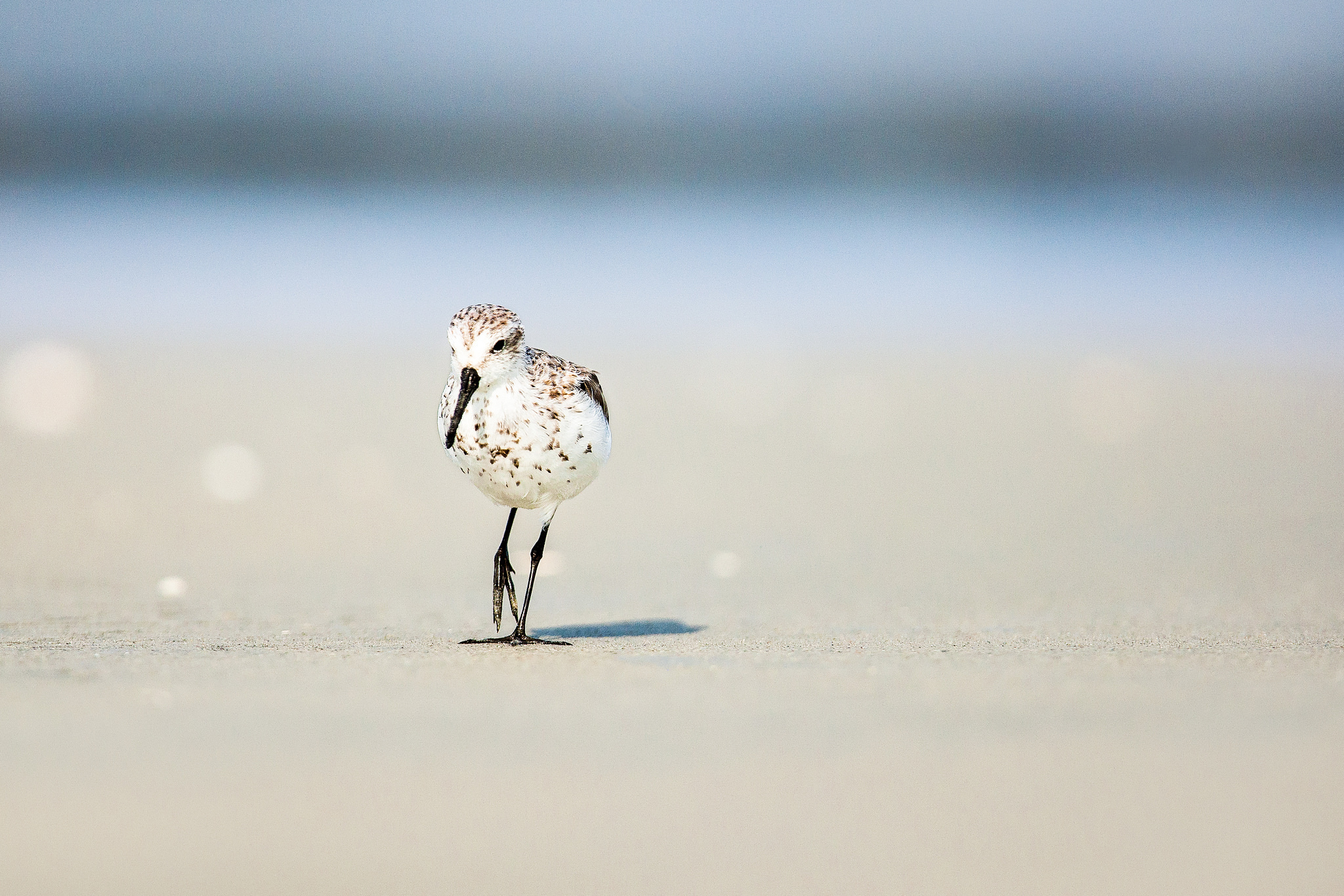 Обои солнце, песок, пляж, лето, птица, боке, the sun, sand, beach, summer, bird, bokeh разрешение 2048x1366 Загрузить