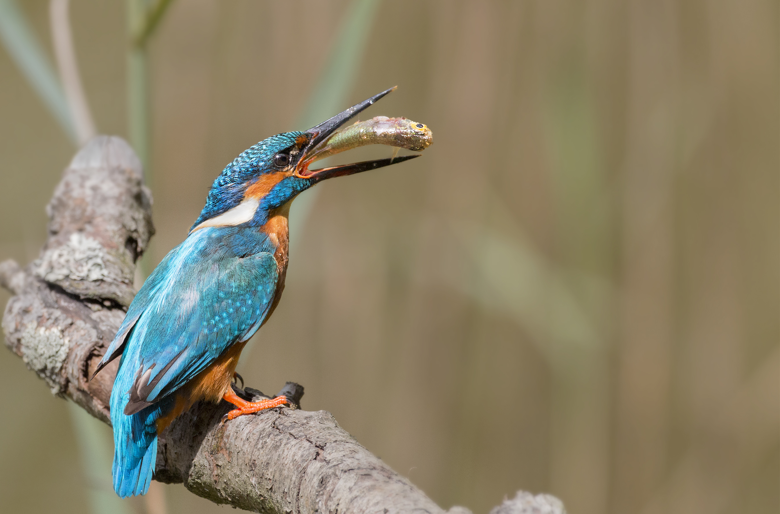 Обои ветка, природа, птица, рыба, зимородок, branch, nature, bird, fish, kingfisher разрешение 2687x1772 Загрузить