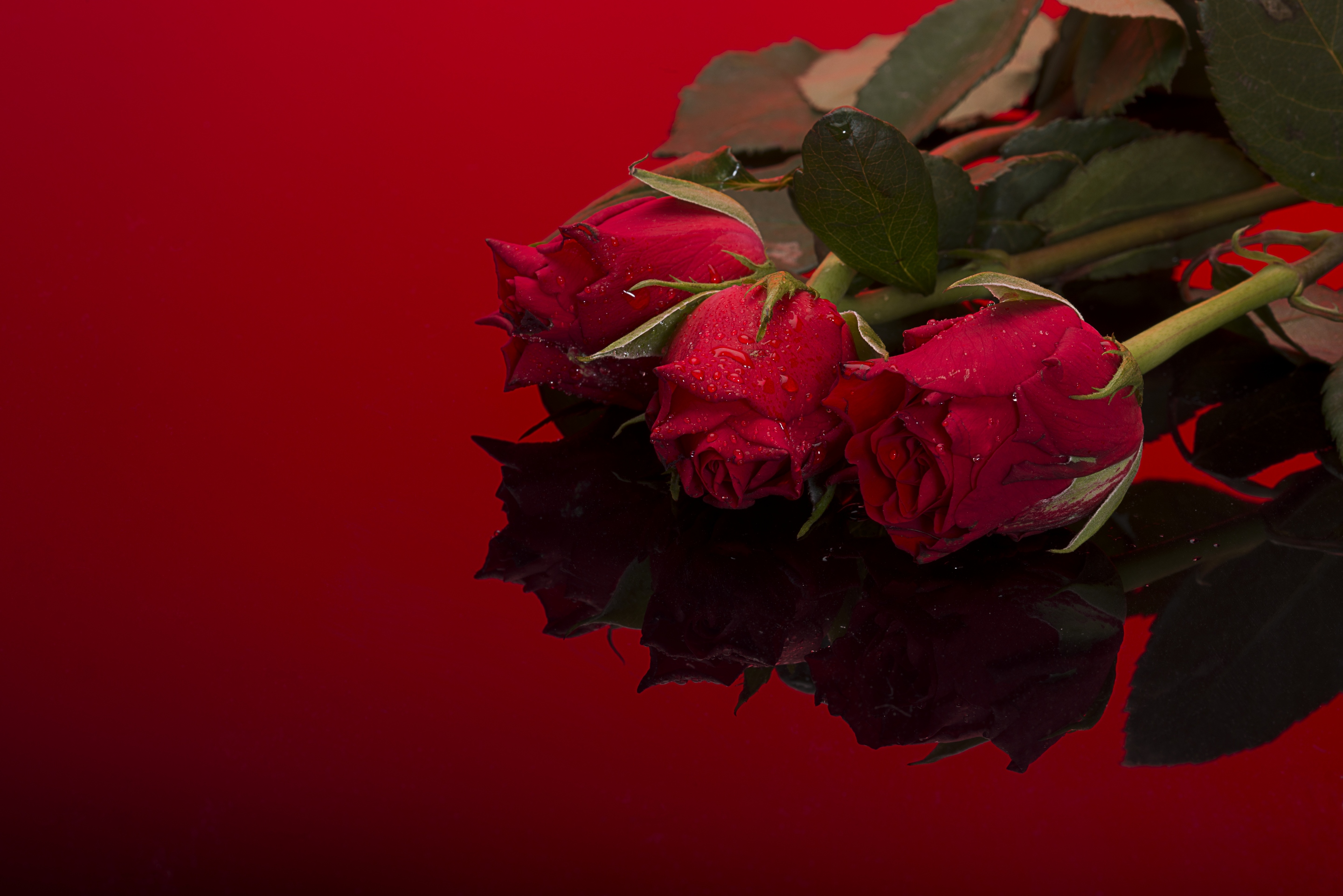 Обои цветы, фон, розы, букет, flowers, background, roses, bouquet разрешение 2880x1922 Загрузить