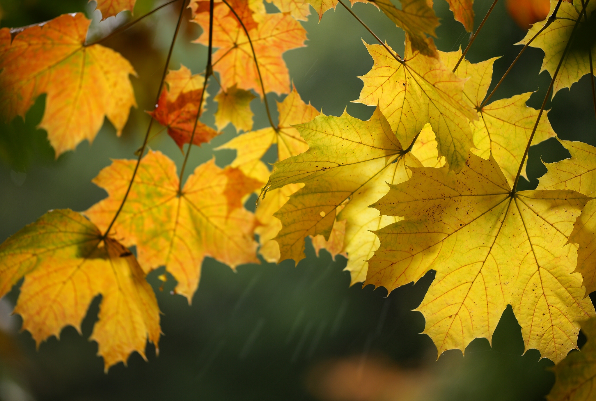 Обои листья, макро, осень, клен, leaves, macro, autumn, maple разрешение 2048x1378 Загрузить