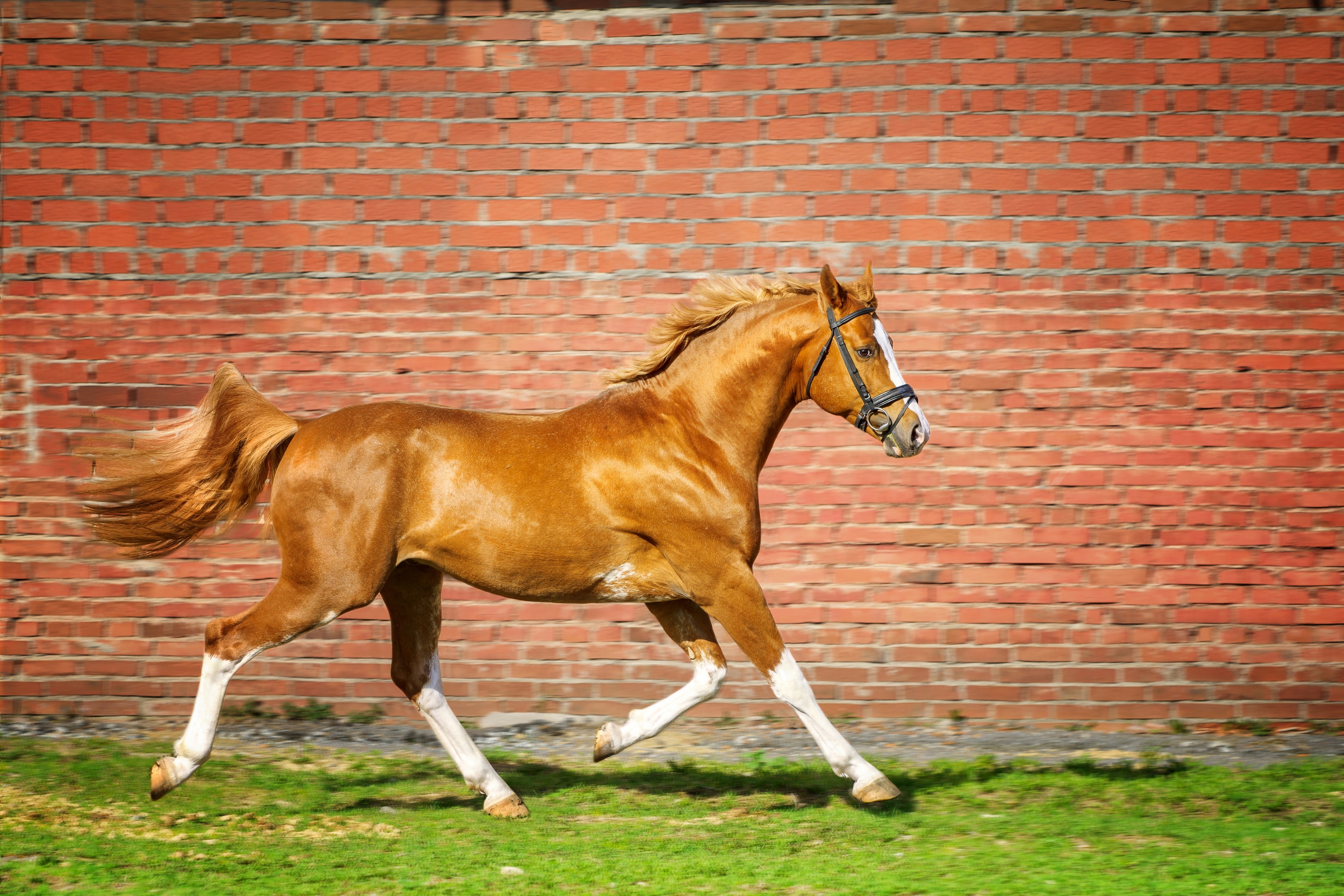 Обои лошадь, трава, стена, кирпич, конь, бег, horse, grass, wall, brick, running разрешение 2880x1920 Загрузить