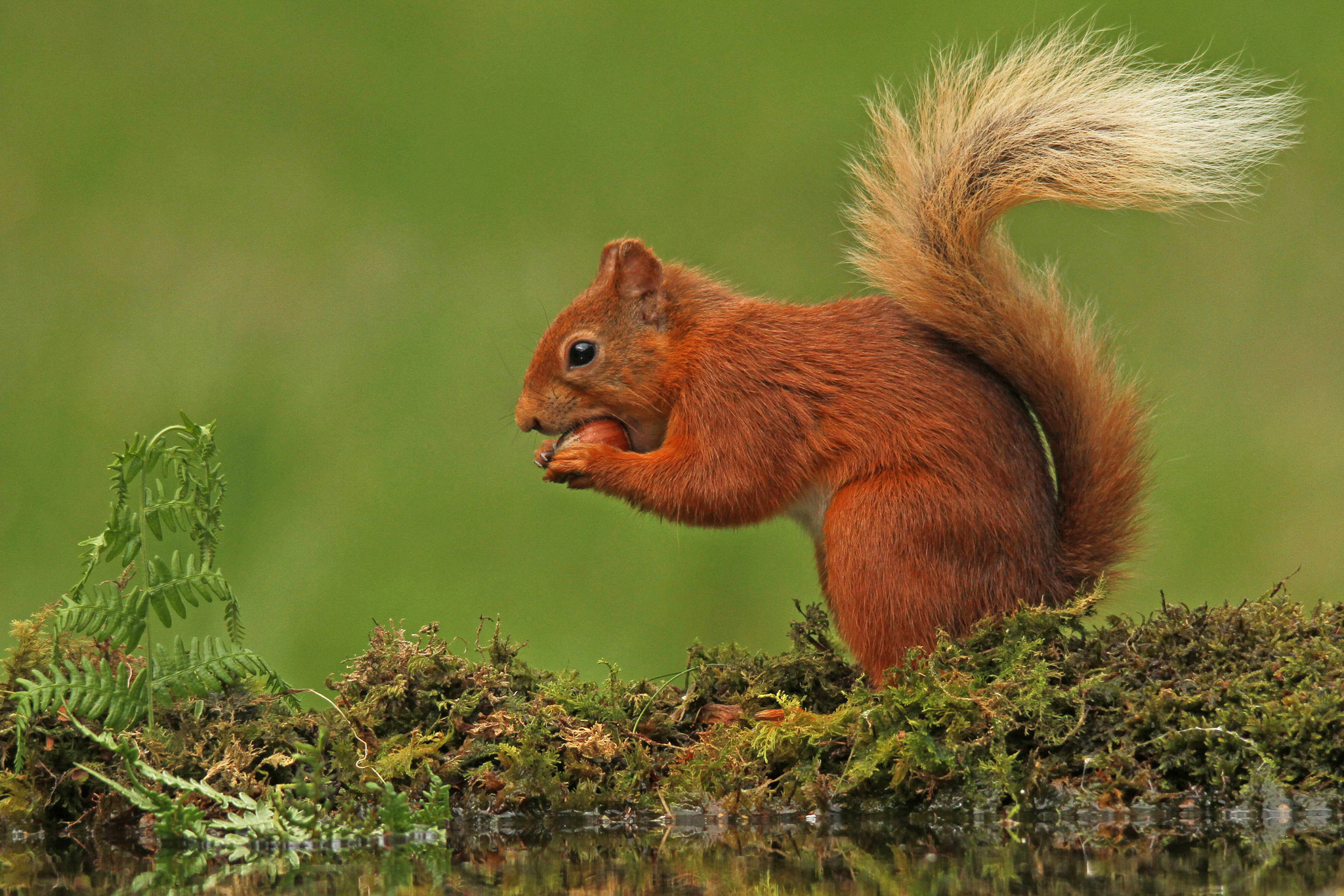 Обои природа, фон, мох, белка, хвост, nature, background, moss, protein, tail разрешение 2048x1366 Загрузить