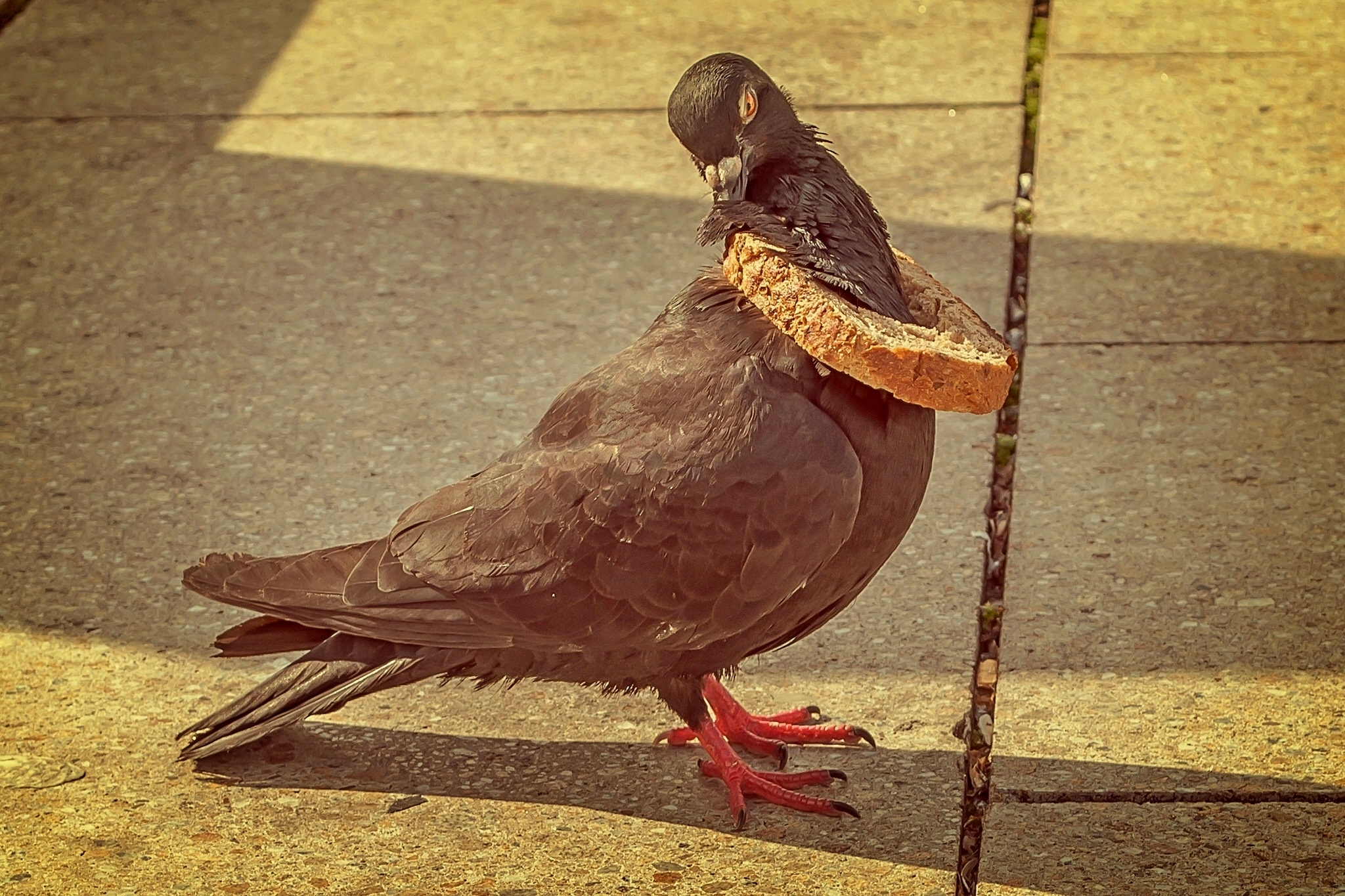 Обои ситуация, птица, клюв, хлеб, перья, голубь, хлебная корка, the situation, bird, beak, bread, feathers, dove, bread crust разрешение 2048x1365 Загрузить