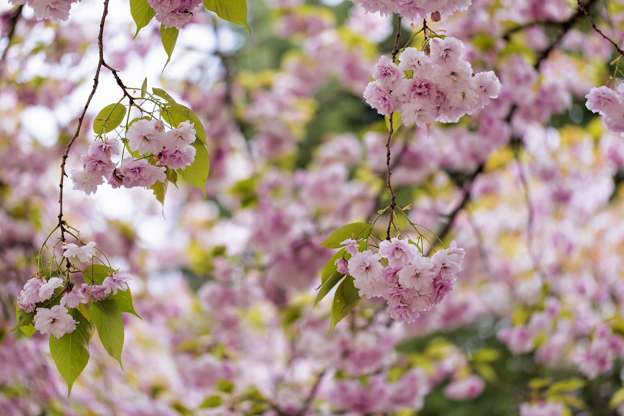 Обои дерево, цветение, весна, розовый, сакура, tree, flowering, spring, pink, sakura разрешение 2048x1365 Загрузить