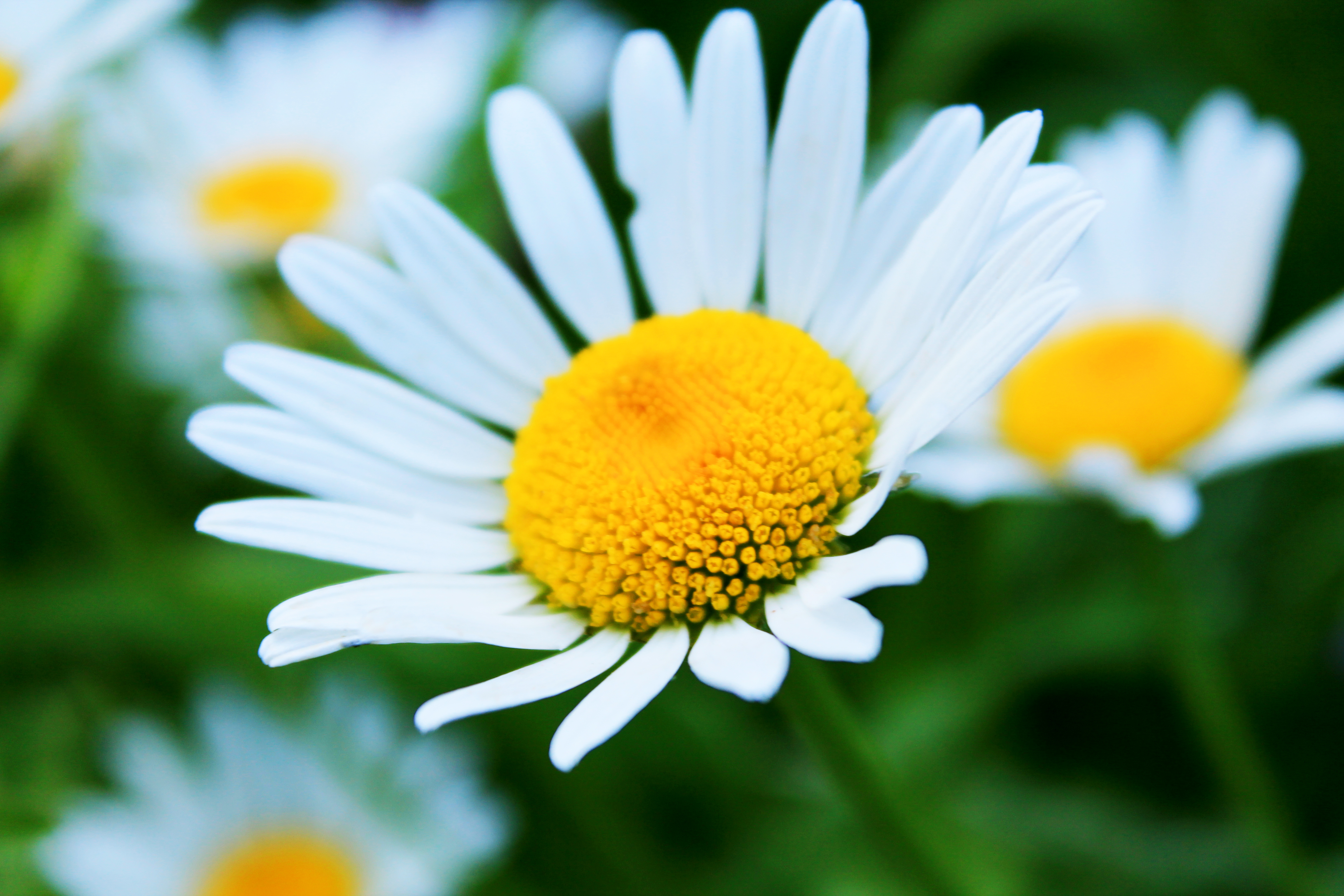 Обои цветы, лето, лепестки, ромашки, белые, flowers, summer, petals, chamomile, white разрешение 4272x2848 Загрузить