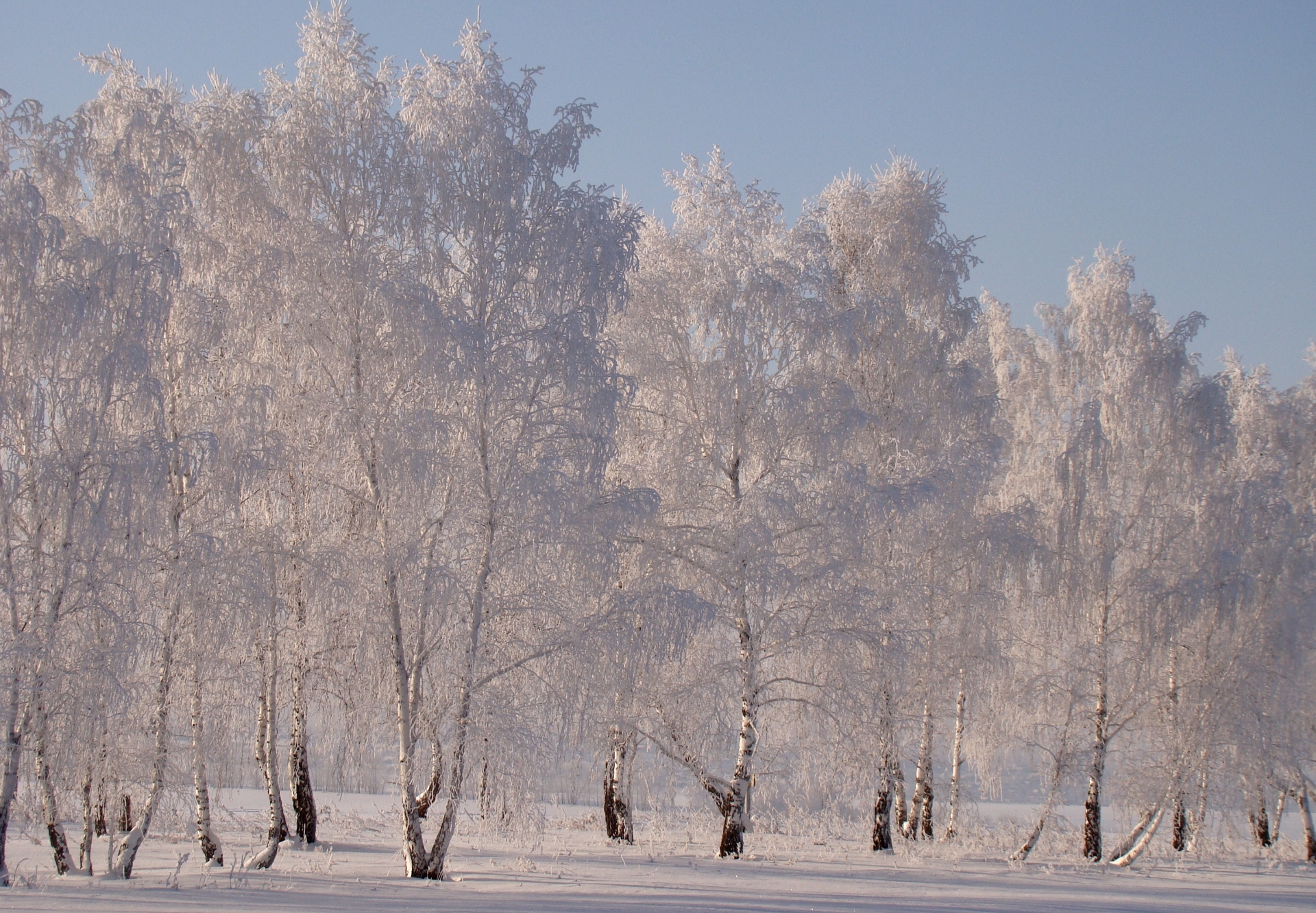 Обои снег, зима, березы, иней, snow, winter, birch, frost разрешение 1920x1331 Загрузить