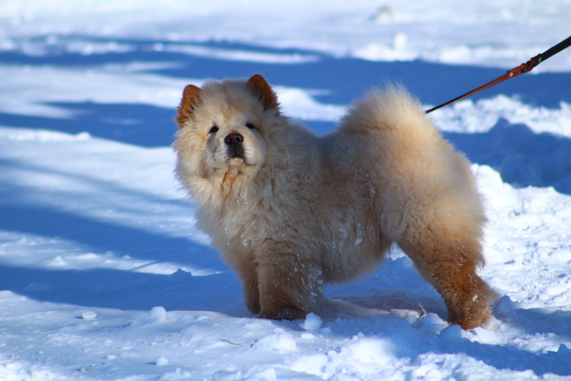 Обои снег, животные, собака, snow, animals, dog разрешение 1920x1280 Загрузить