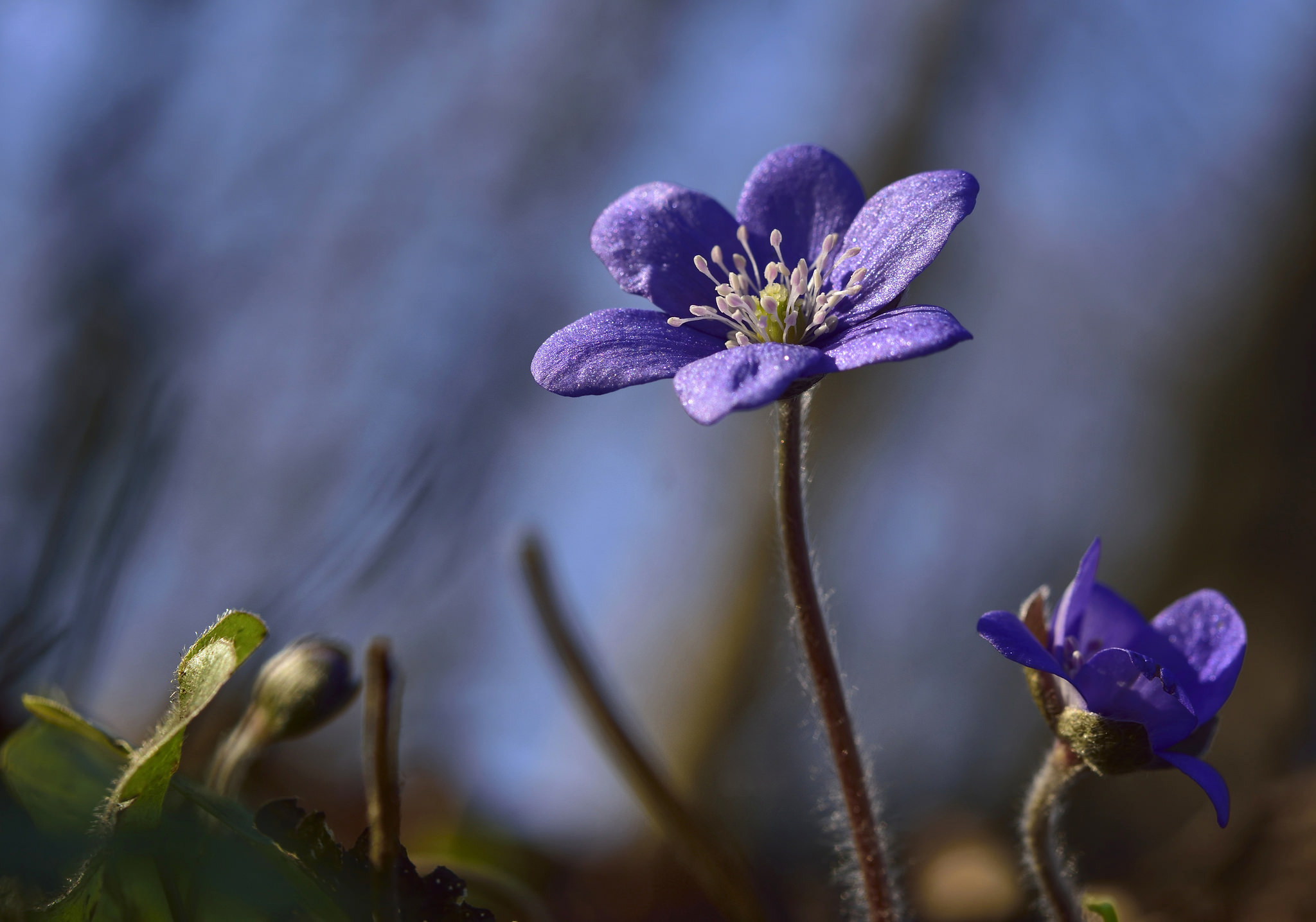 Обои макро, боке, печёночница, macro, bokeh, pechenocna разрешение 2048x1436 Загрузить