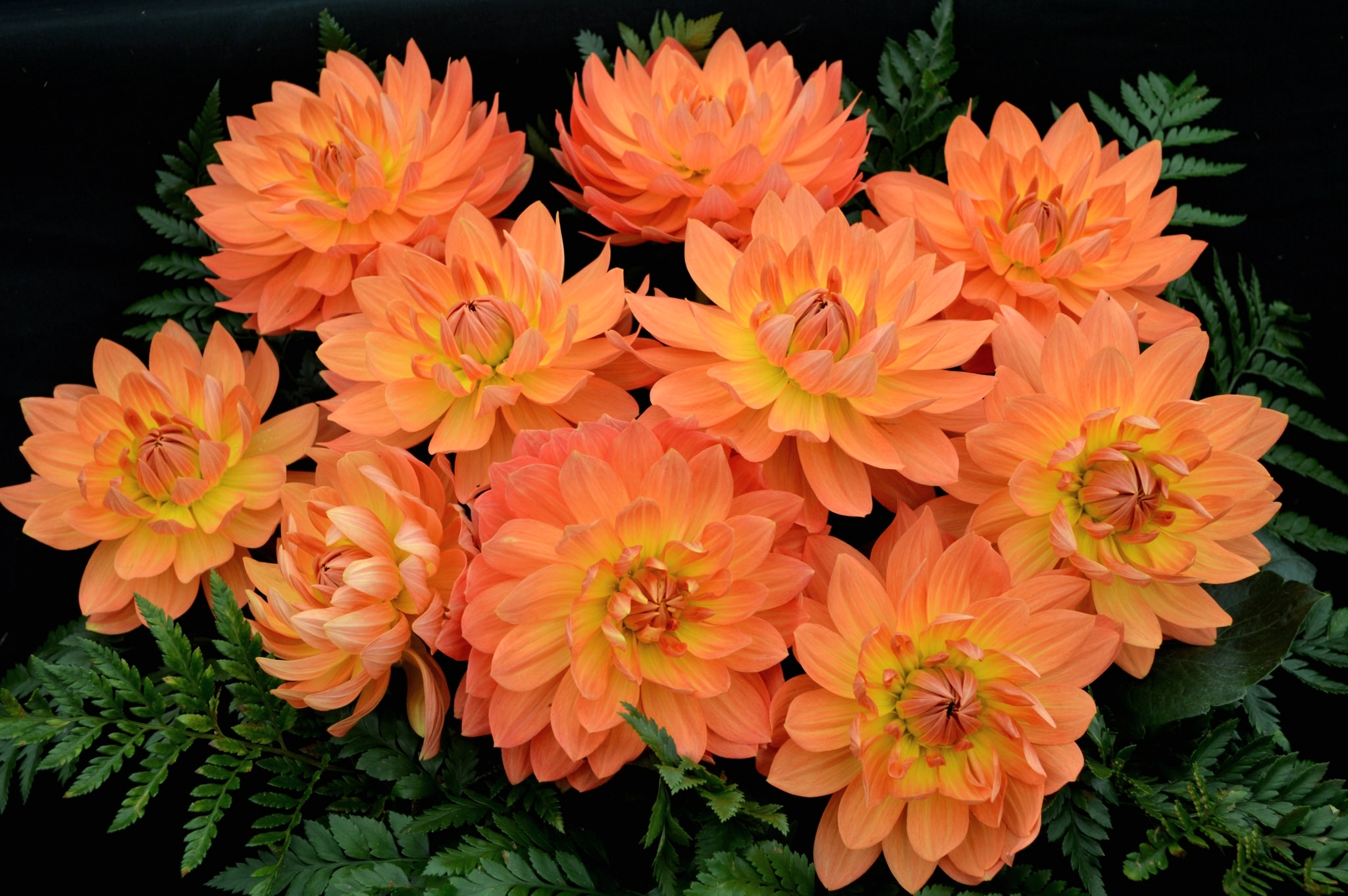 Обои лепестки, оранжевые, георгины, petals, orange, dahlias разрешение 2048x1362 Загрузить