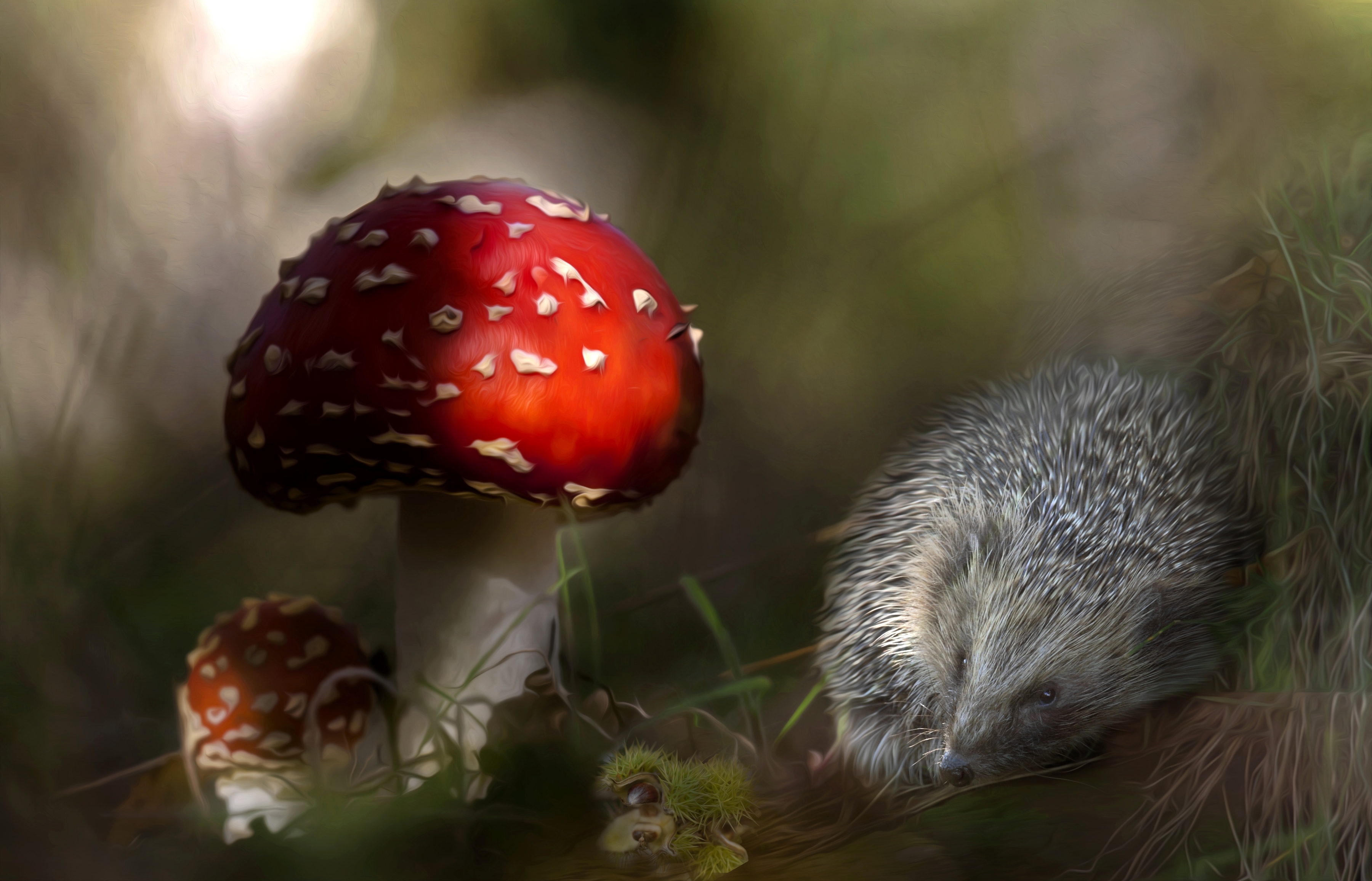 Обои грибы, колючки, ежик, мухомор, еж, mushrooms, barb, hedgehog, mushroom разрешение 3600x2312 Загрузить