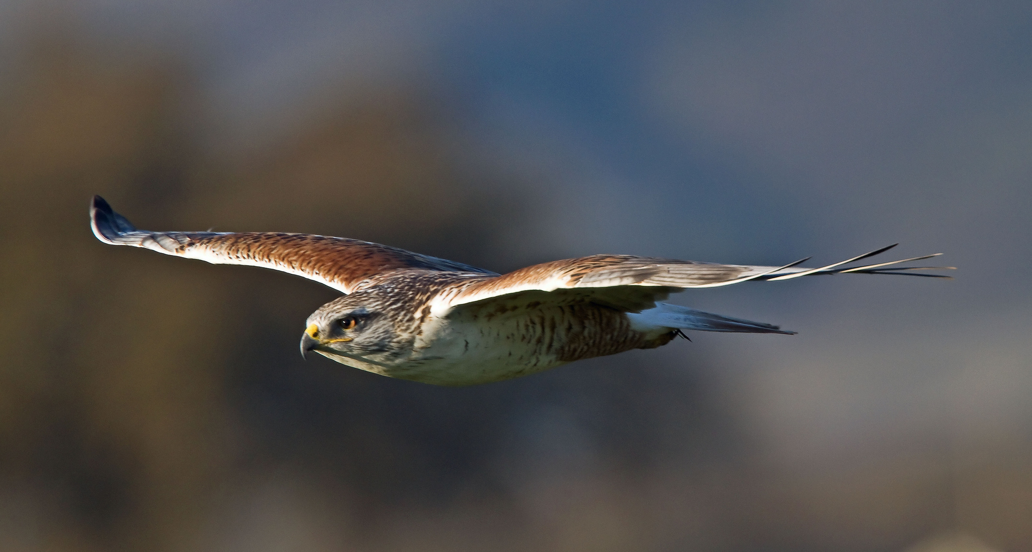 Обои полет, buteo regalis, royal hawk, крылья, хищник, птица, взмах, ястреб, королевский канюк, птаха, ferruginous hawk, flight, wings, predator, bird, stroke, hawk, royal buzzard разрешение 2048x1095 Загрузить