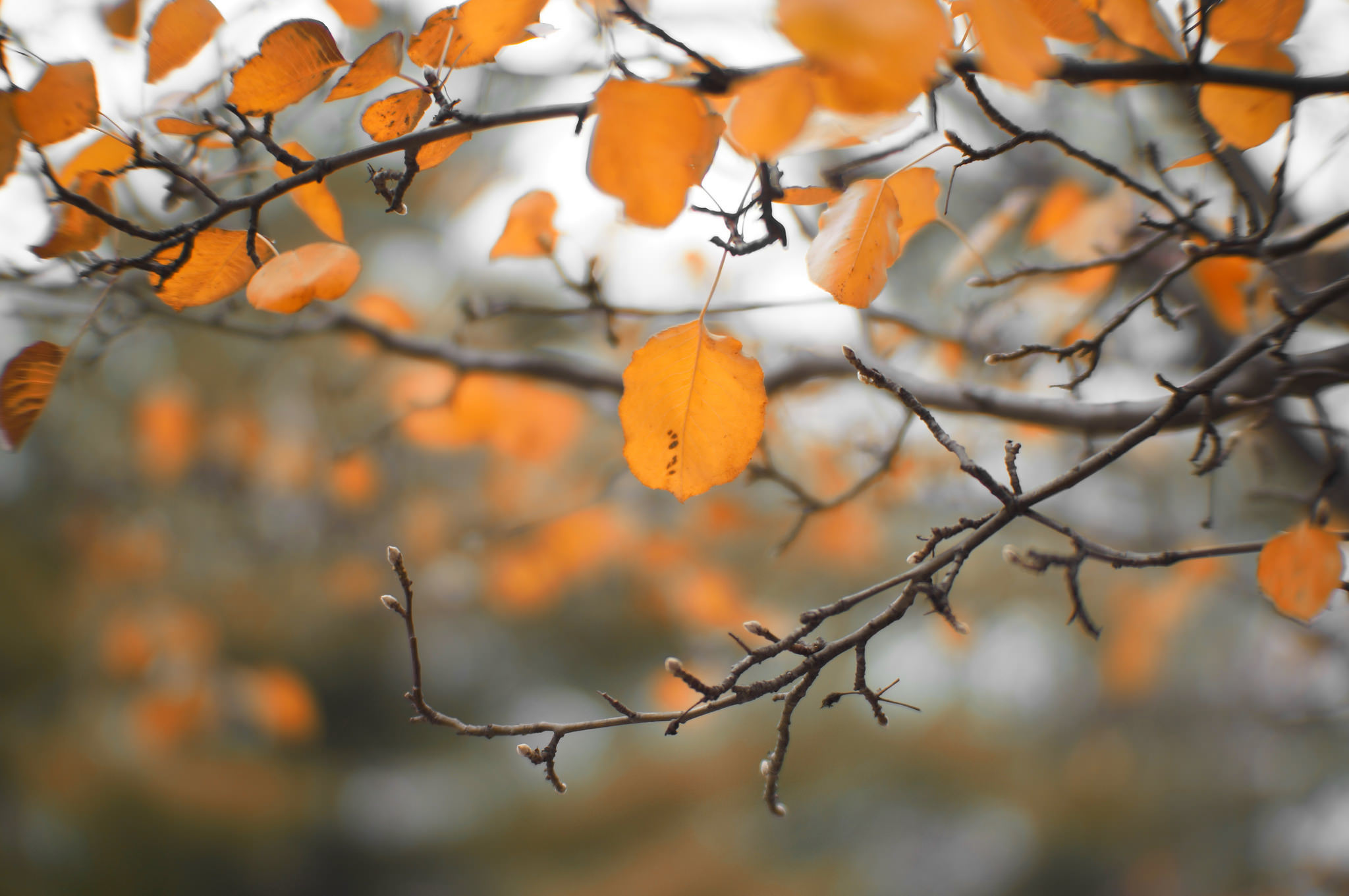 Обои природа, листья, ветки, осень, nature, leaves, branches, autumn разрешение 2048x1361 Загрузить