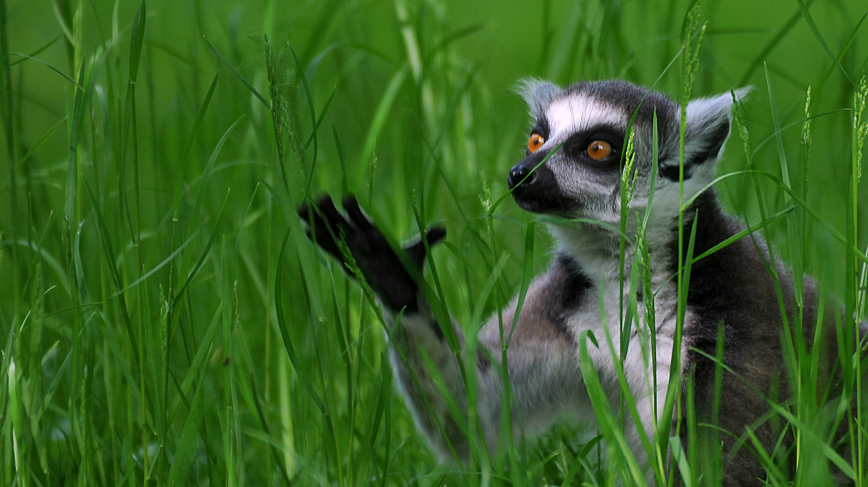 Обои трава, лемур, кошачий лемур, катта, grass, lemur, a ring-tailed lemur, katta разрешение 2907x1633 Загрузить