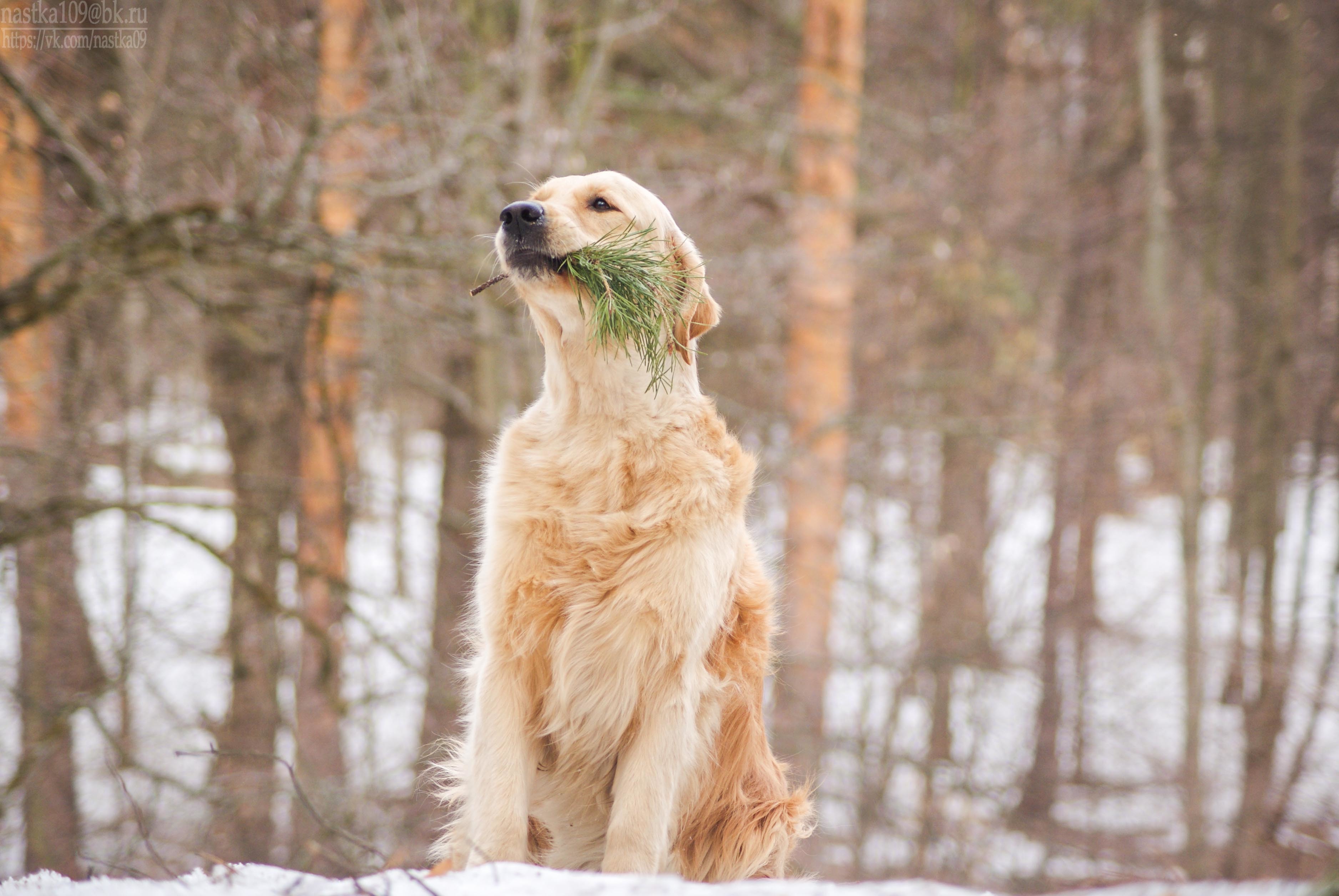 Обои собака, золотистый ретривер, cобака, dog, golden retriever разрешение 3752x2512 Загрузить