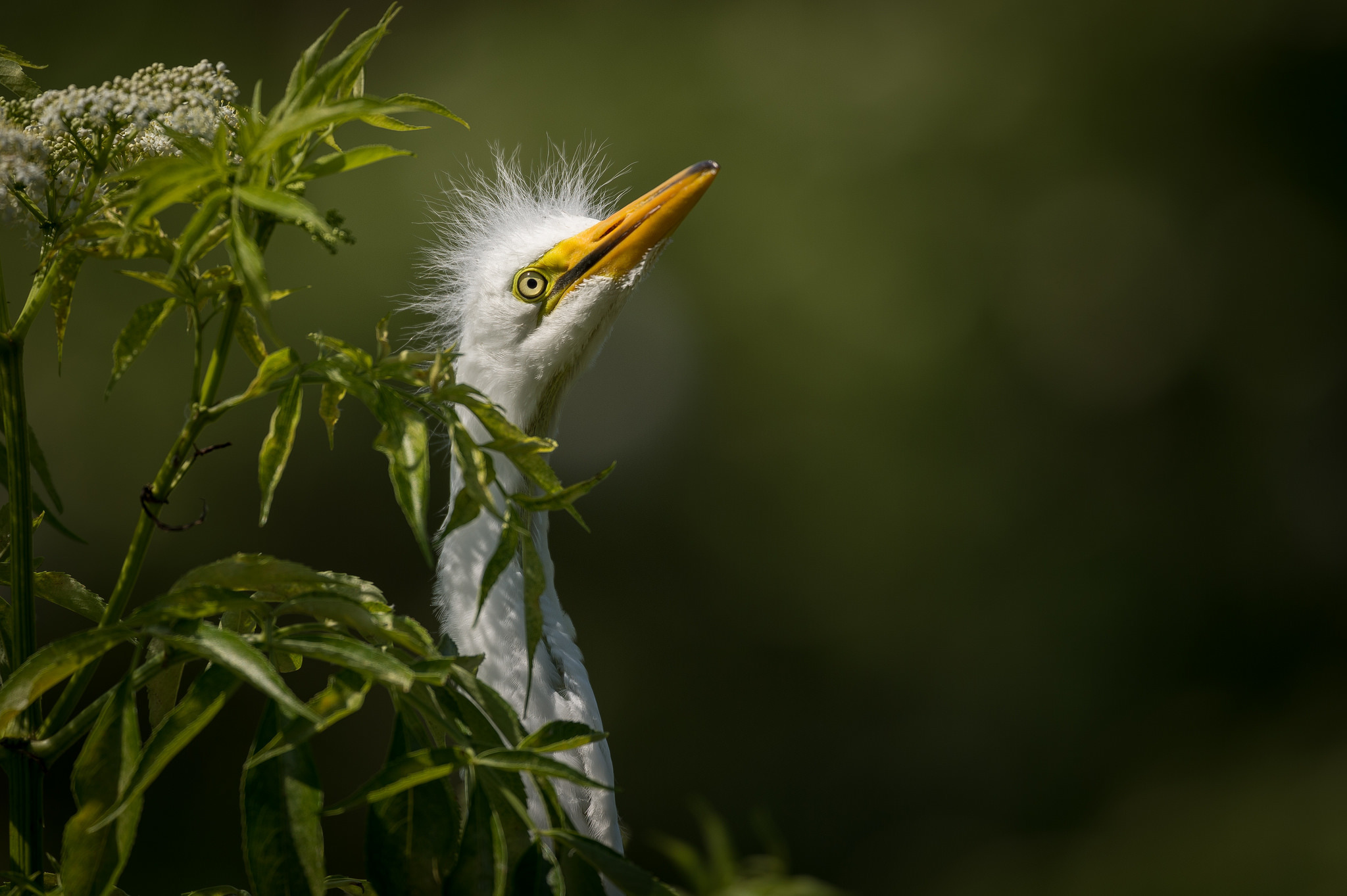 Обои природа, птица, белая, большая, цапля, great egret, nature, bird, white, large, heron разрешение 2048x1363 Загрузить