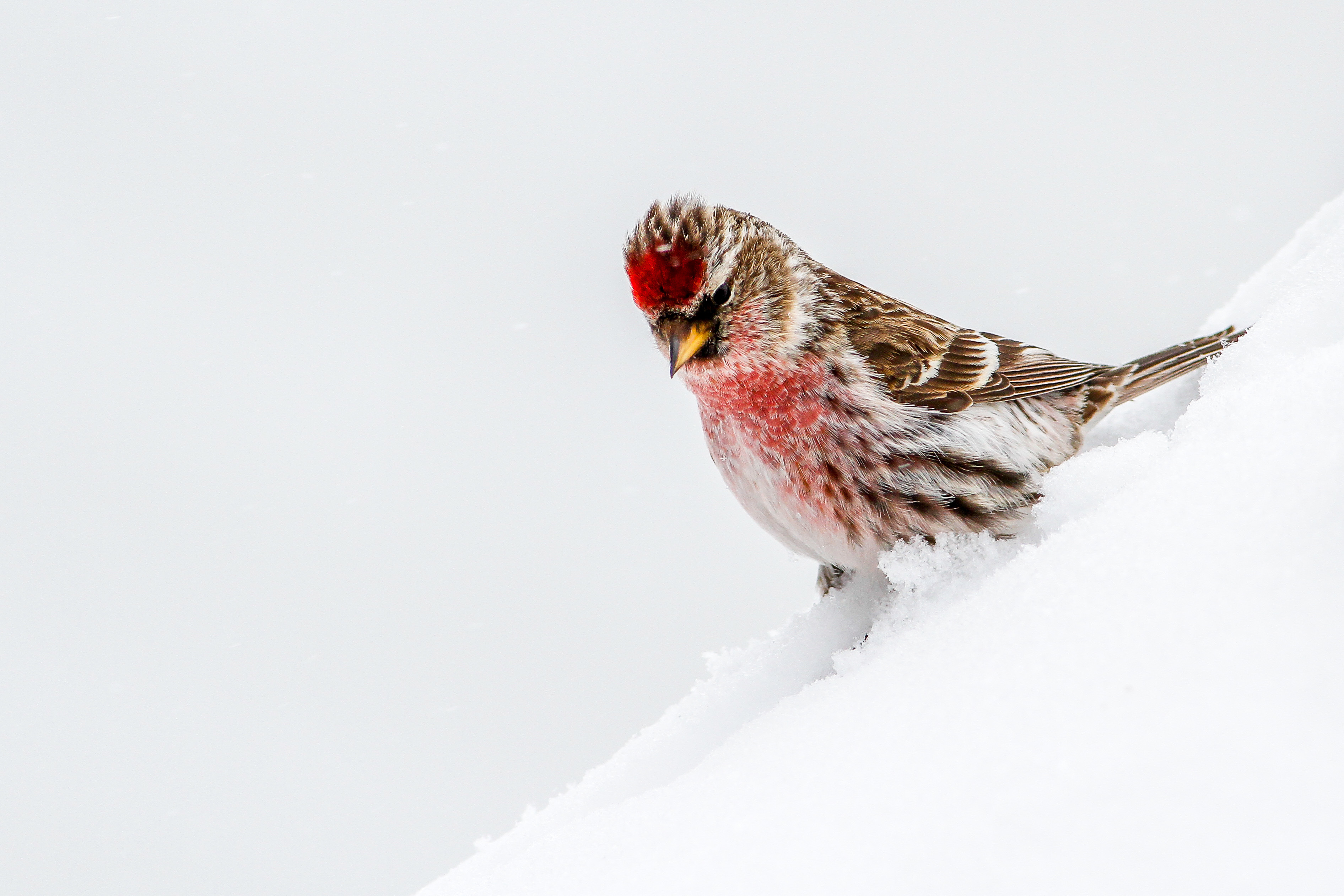 Обои снег, птица, чечётка, snow, bird, tap dance разрешение 3783x2522 Загрузить