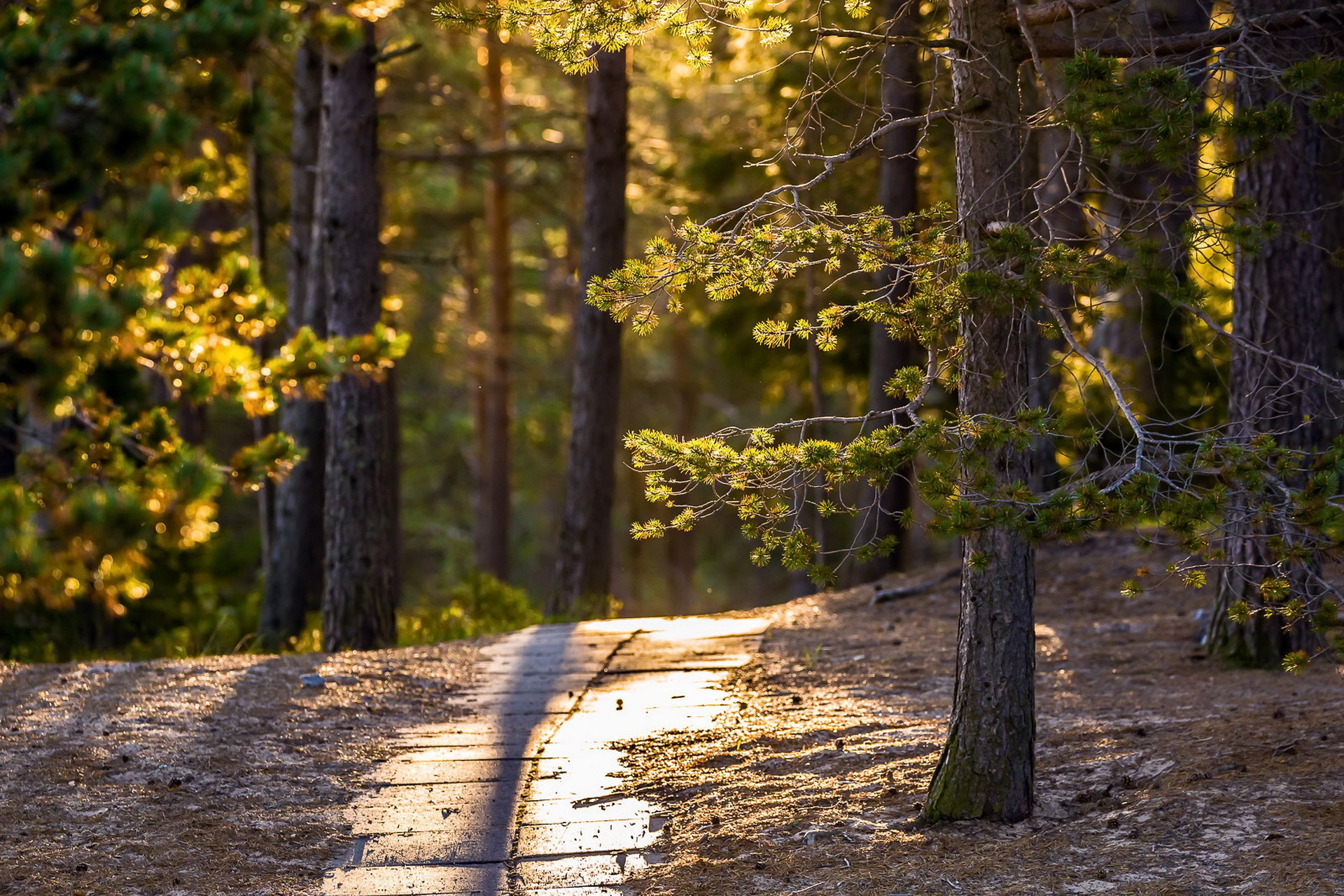 Обои свет, деревья, солнце, лес, парк, тропинка, сосны, light, trees, the sun, forest, park, path, pine разрешение 1920x1280 Загрузить