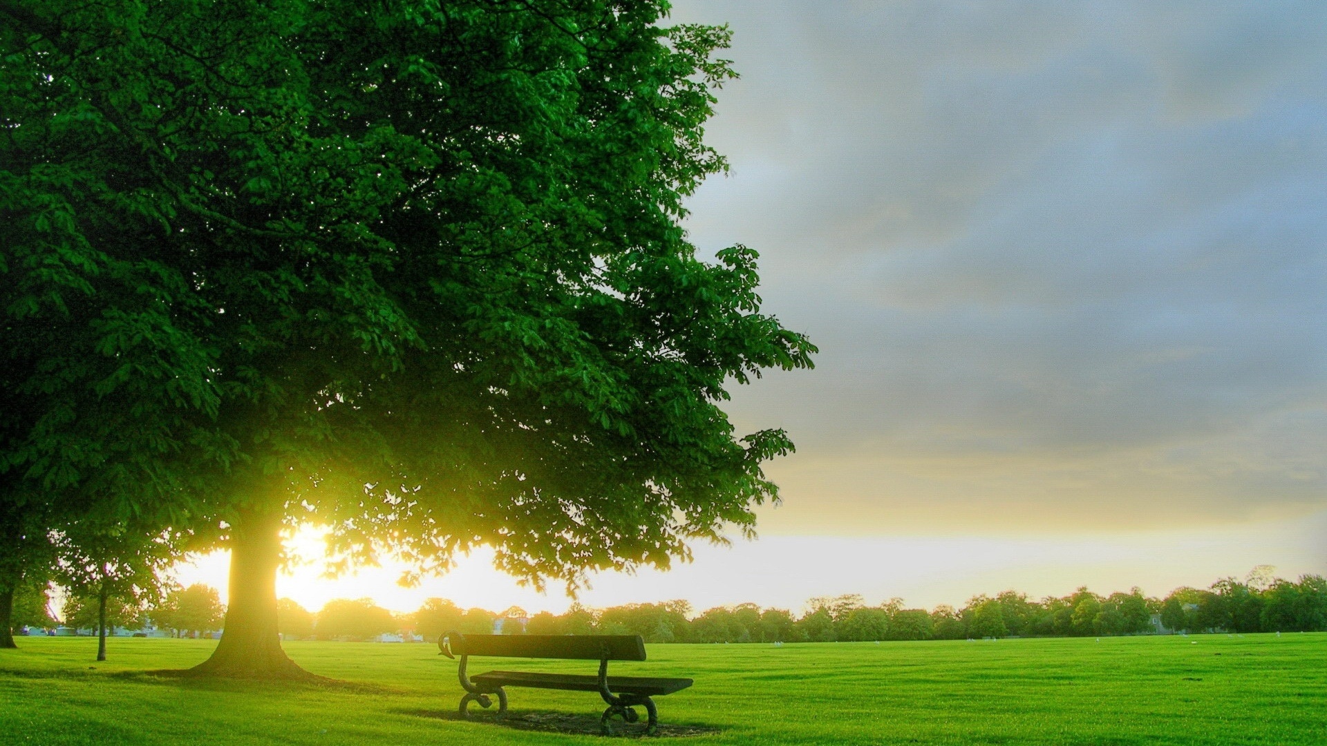 Обои природа, дерево, утро, поле, рассвет, скамейка, лавочка, nature, tree, morning, field, dawn, bench, shop разрешение 1920x1080 Загрузить