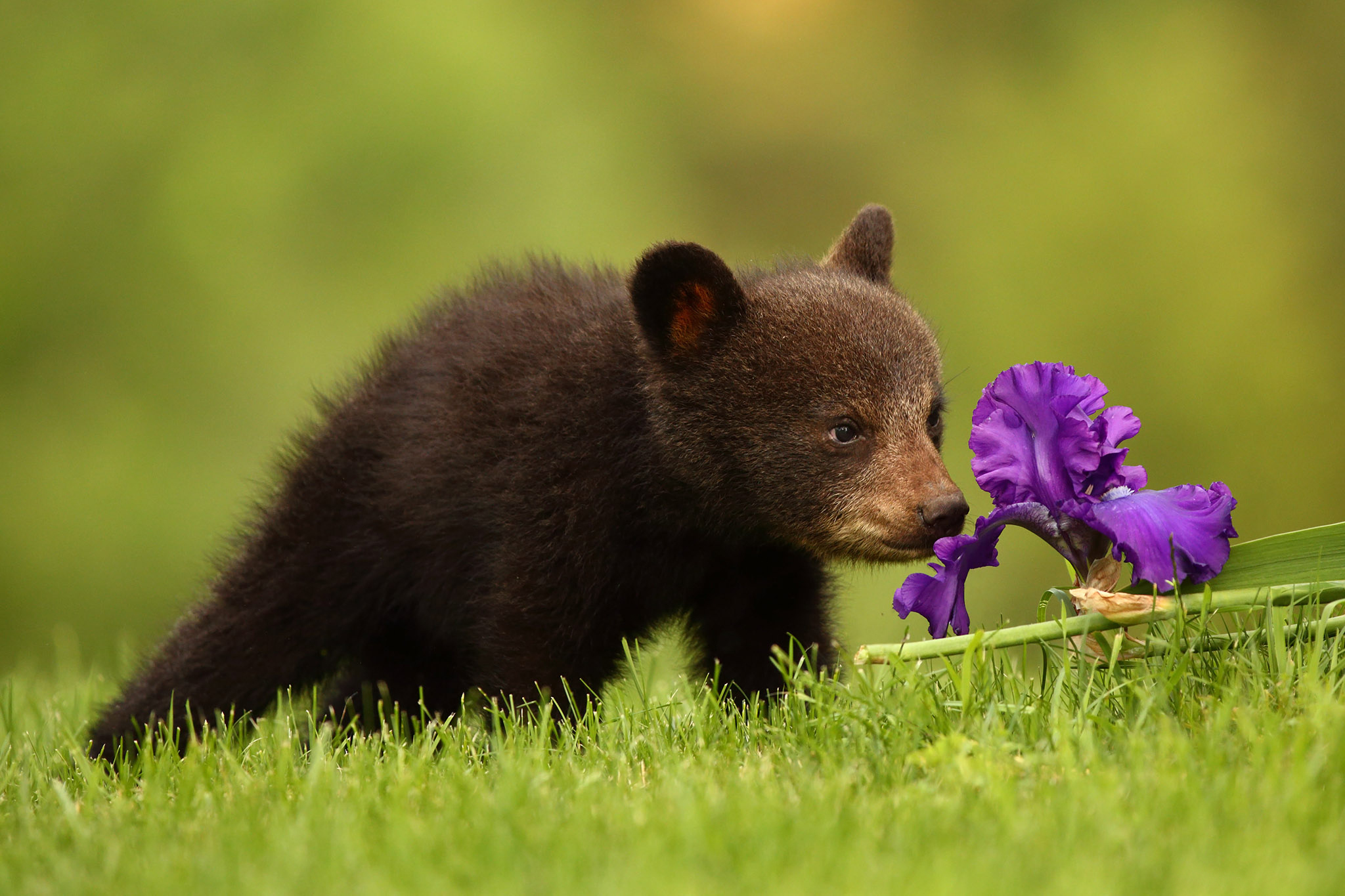 Обои цветок, медведь, медвежонок, ирис, барибал, чёрный медведь, flower, bear, iris, baribal, black bear разрешение 2048x1365 Загрузить