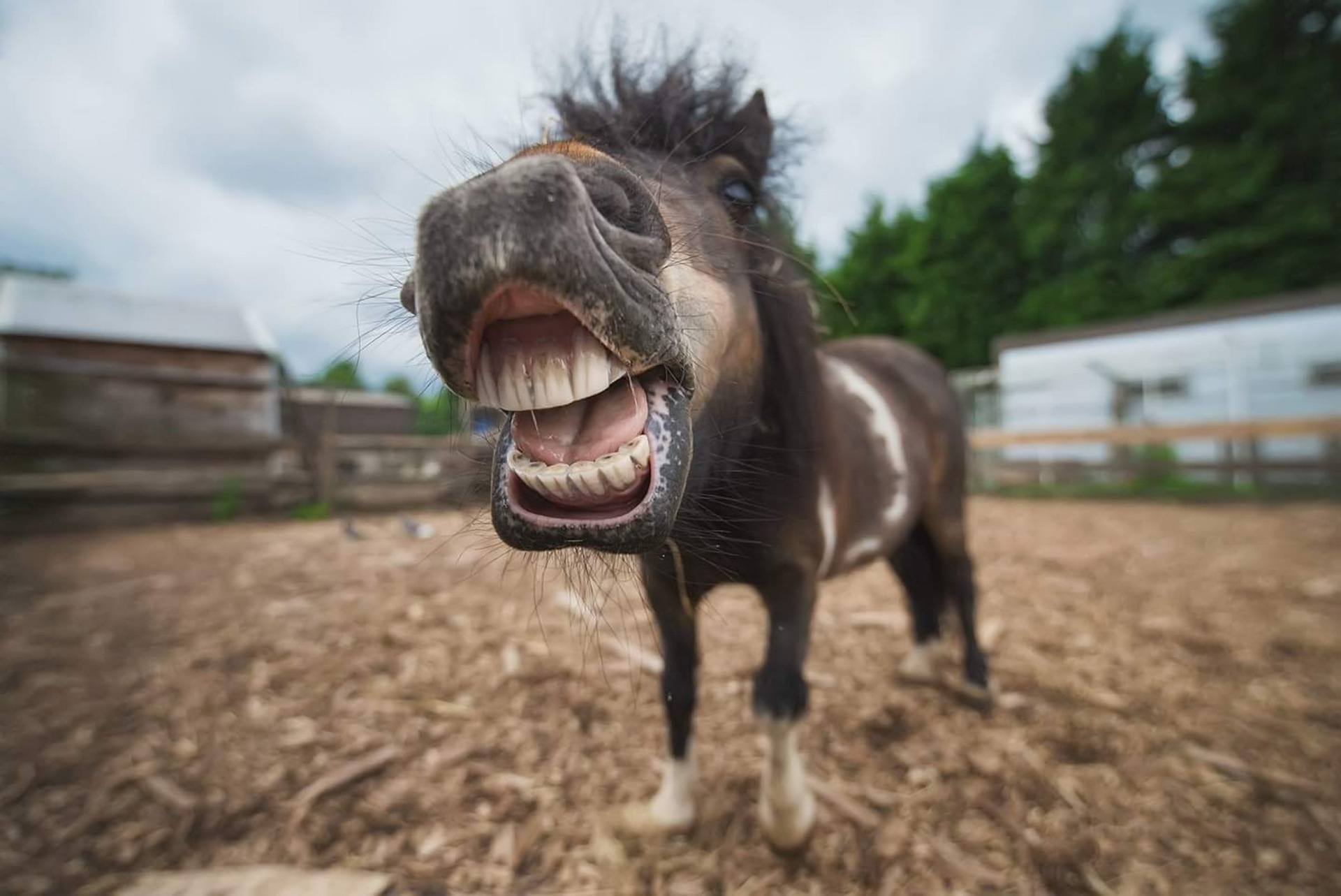 Обои морда, лошадь, портрет, животное, пони, конь, ракурс, shetland, face, horse, portrait, animal, pony, view разрешение 1920x1283 Загрузить