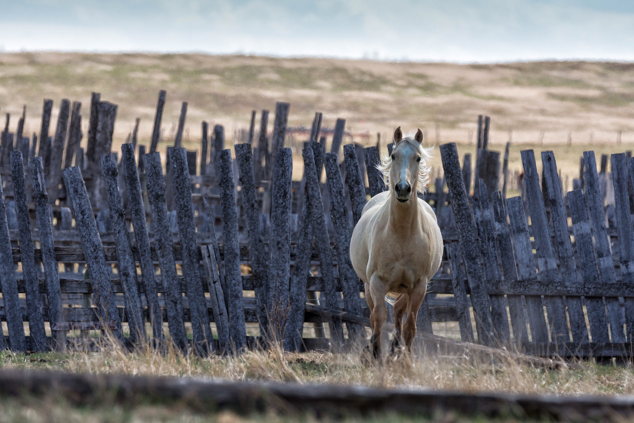 Обои лошадь, фон, забор, конь, грива, horse, background, the fence, mane разрешение 2048x1366 Загрузить