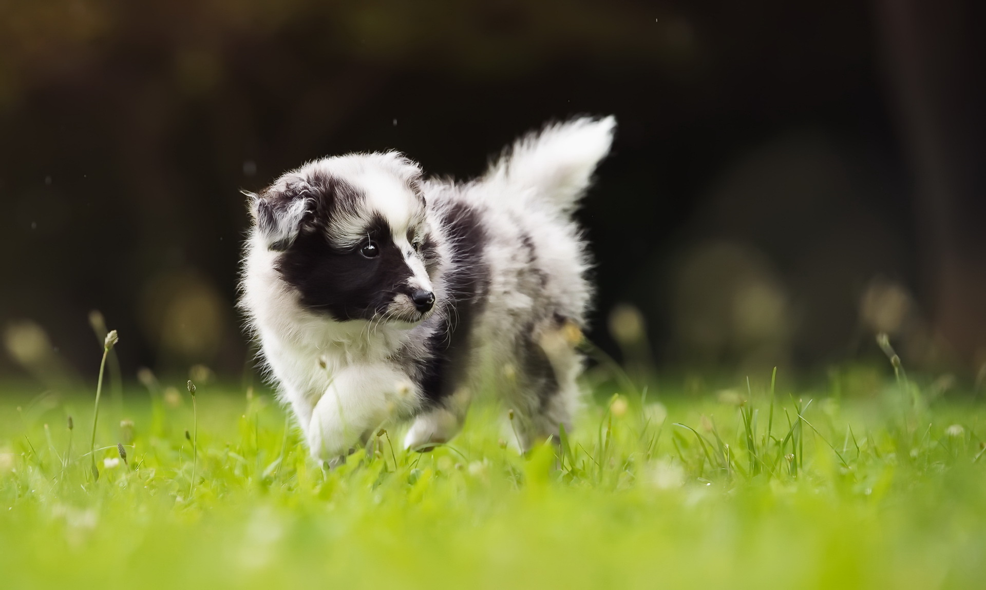 Обои трава, собака, щенок, прогулка, бордер-колли, grass, dog, puppy, walk, the border collie разрешение 1920x1150 Загрузить