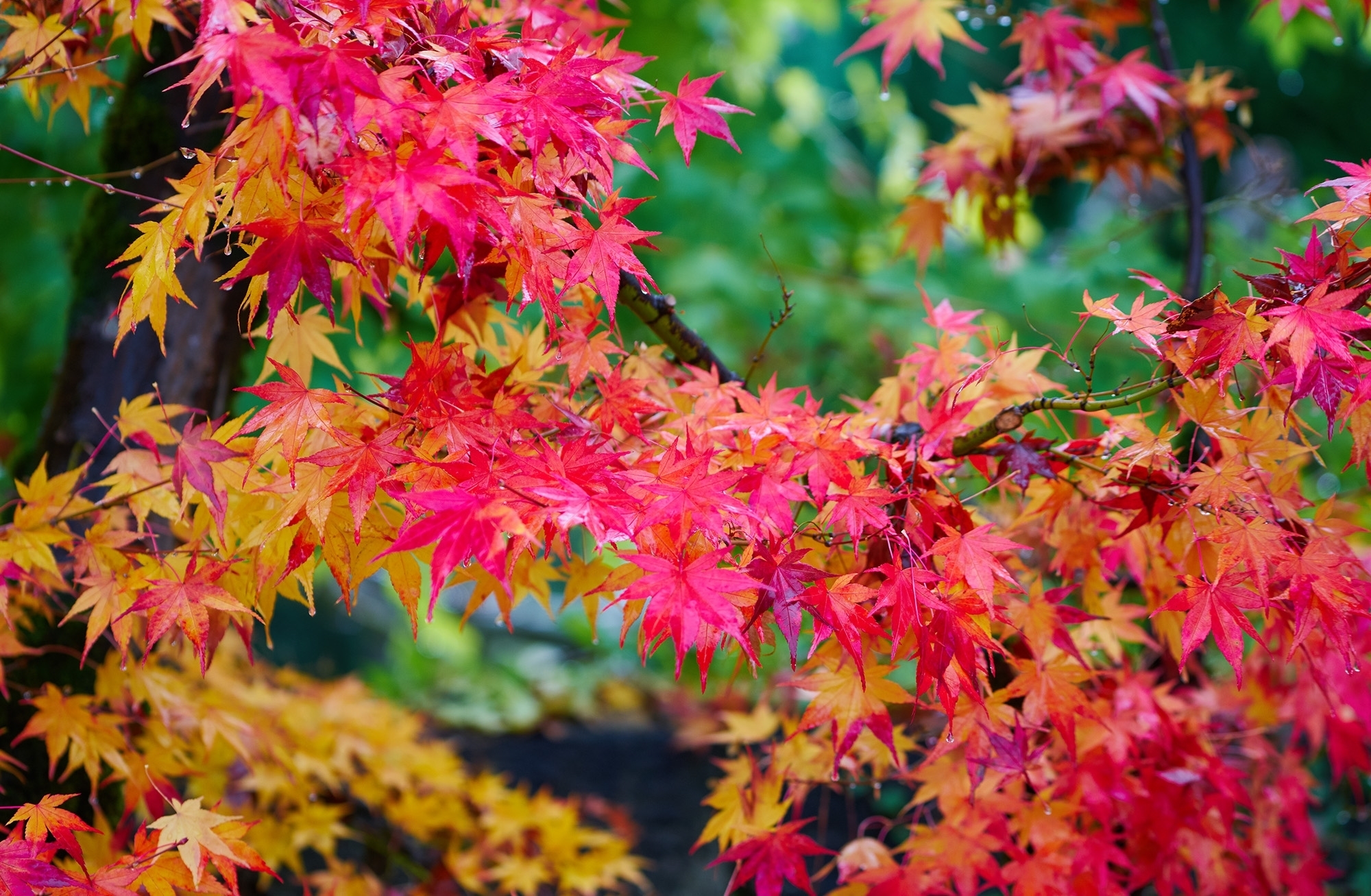 Обои дерево, листья, осень, клен, яркий, багряный, tree, leaves, autumn, maple, bright, scarlet разрешение 2000x1307 Загрузить