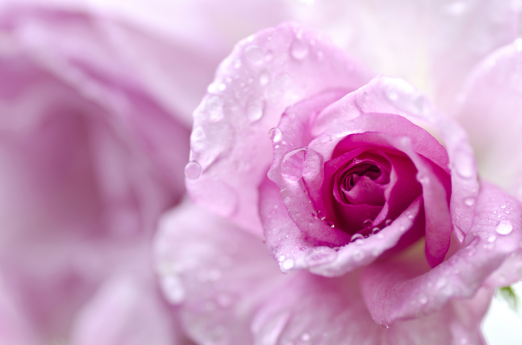 Обои макро, капли, роза, лепестки, бутон, боке, macro, drops, rose, petals, bud, bokeh разрешение 2048x1356 Загрузить