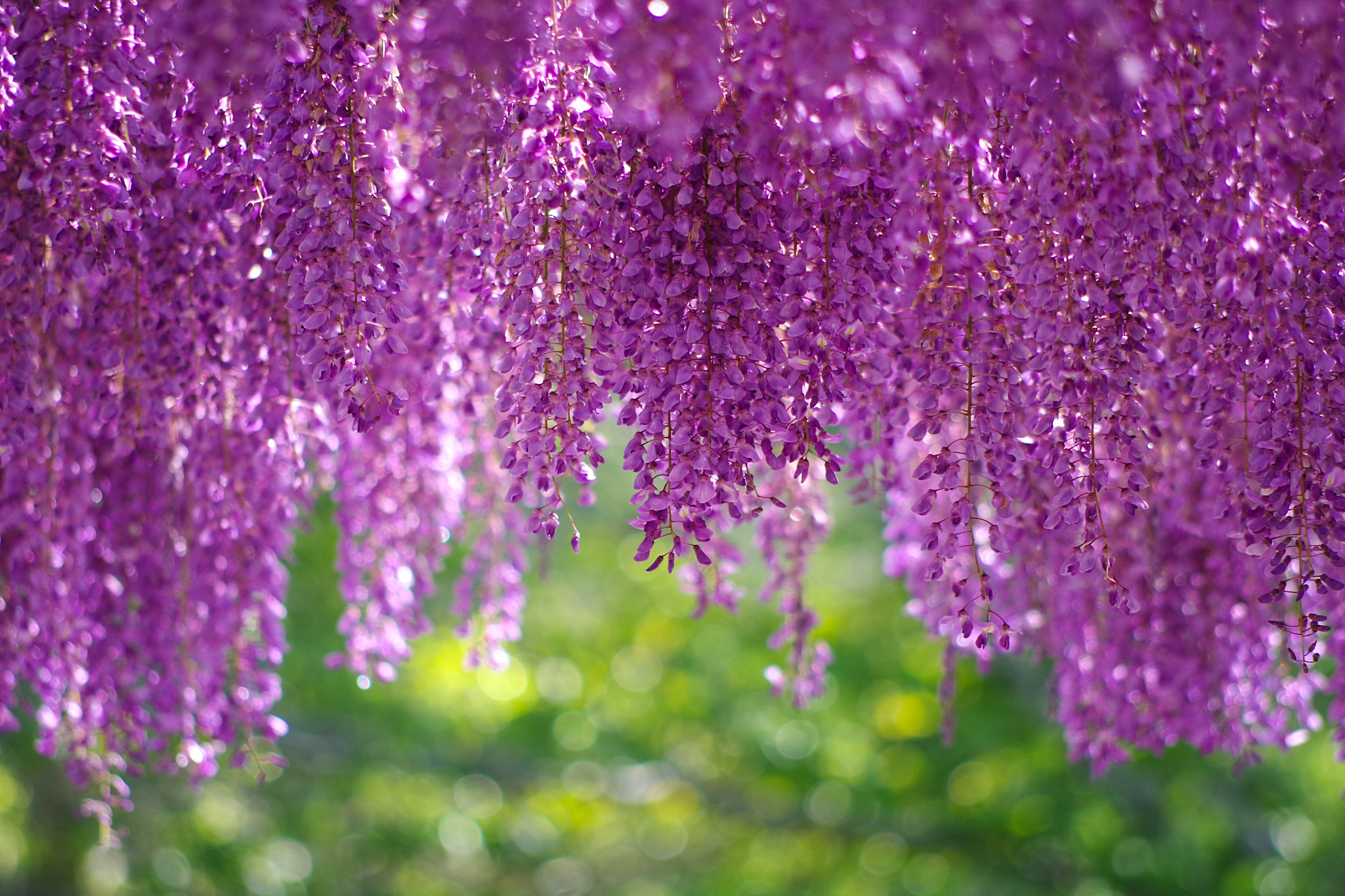 Обои цветы, соцветия, кисти, глициния, вистерия, flowers, inflorescence, brush, wisteria разрешение 3072x2048 Загрузить