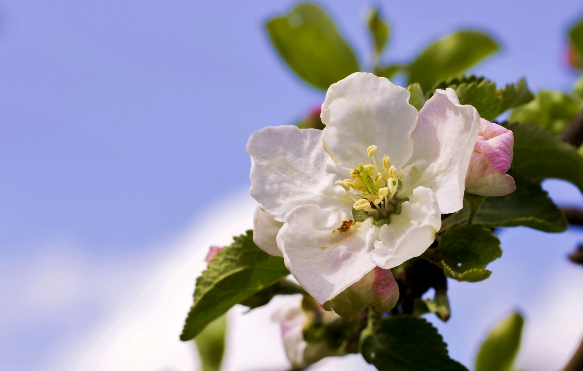 Обои небо, цветы, ветка, дерево, цветение, весна, яблоня, the sky, flowers, branch, tree, flowering, spring, apple разрешение 2045x1301 Загрузить