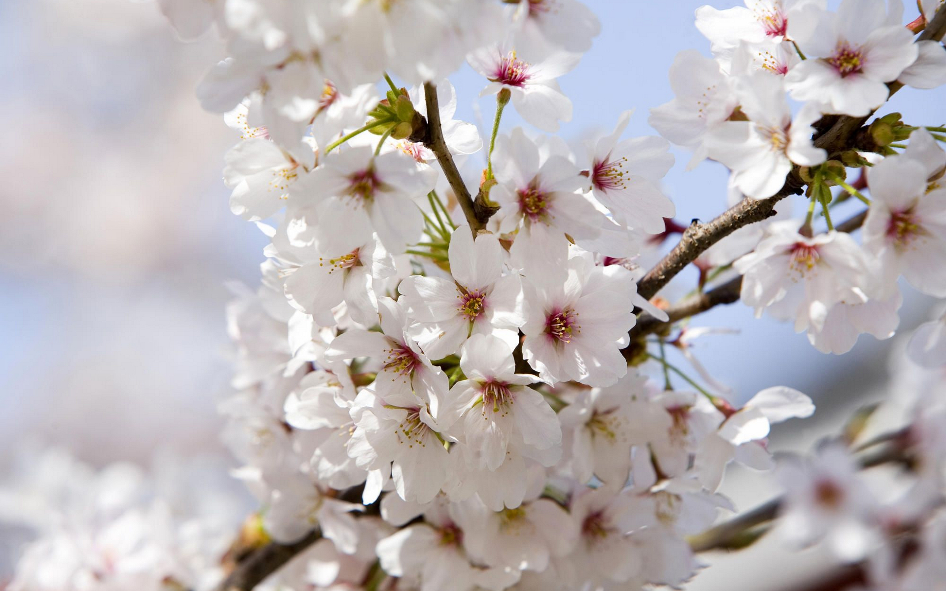 Обои цветение, сакура, flowering, sakura разрешение 1920x1200 Загрузить