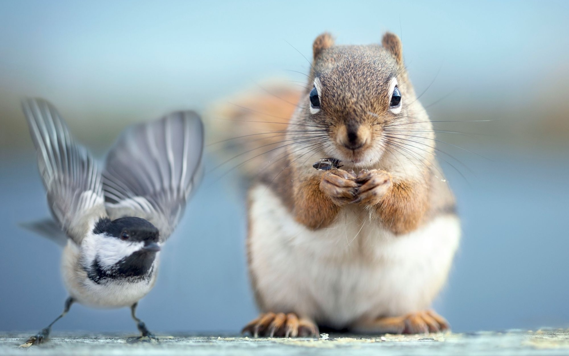 Обои фото, птичка, белочка, photo, bird, squirrel разрешение 1920x1200 Загрузить