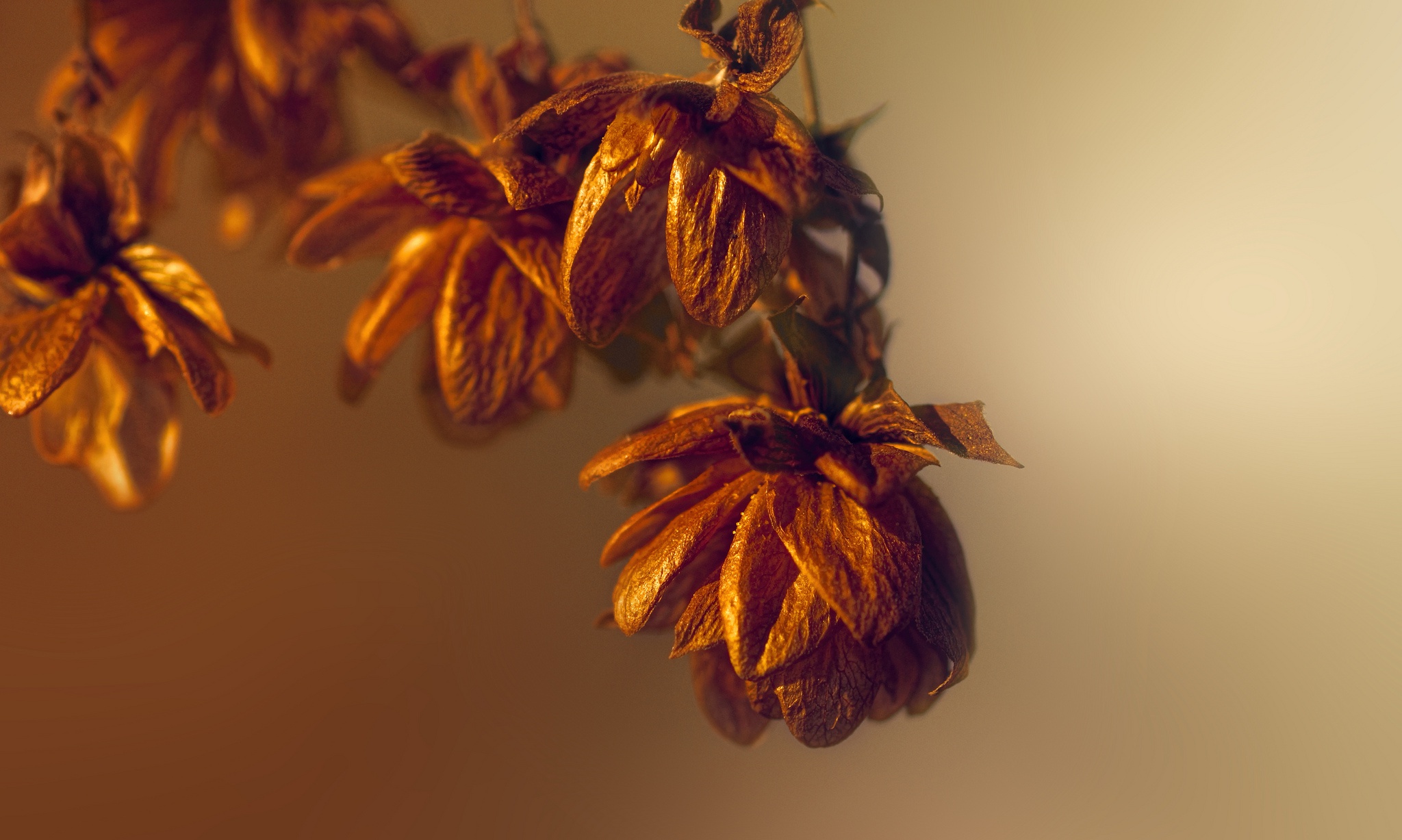 Обои свет, природа, макро, осень, осен, легкие, dried flowers, сухоцветы, light, nature, macro, autumn, the dried flowers разрешение 2048x1227 Загрузить