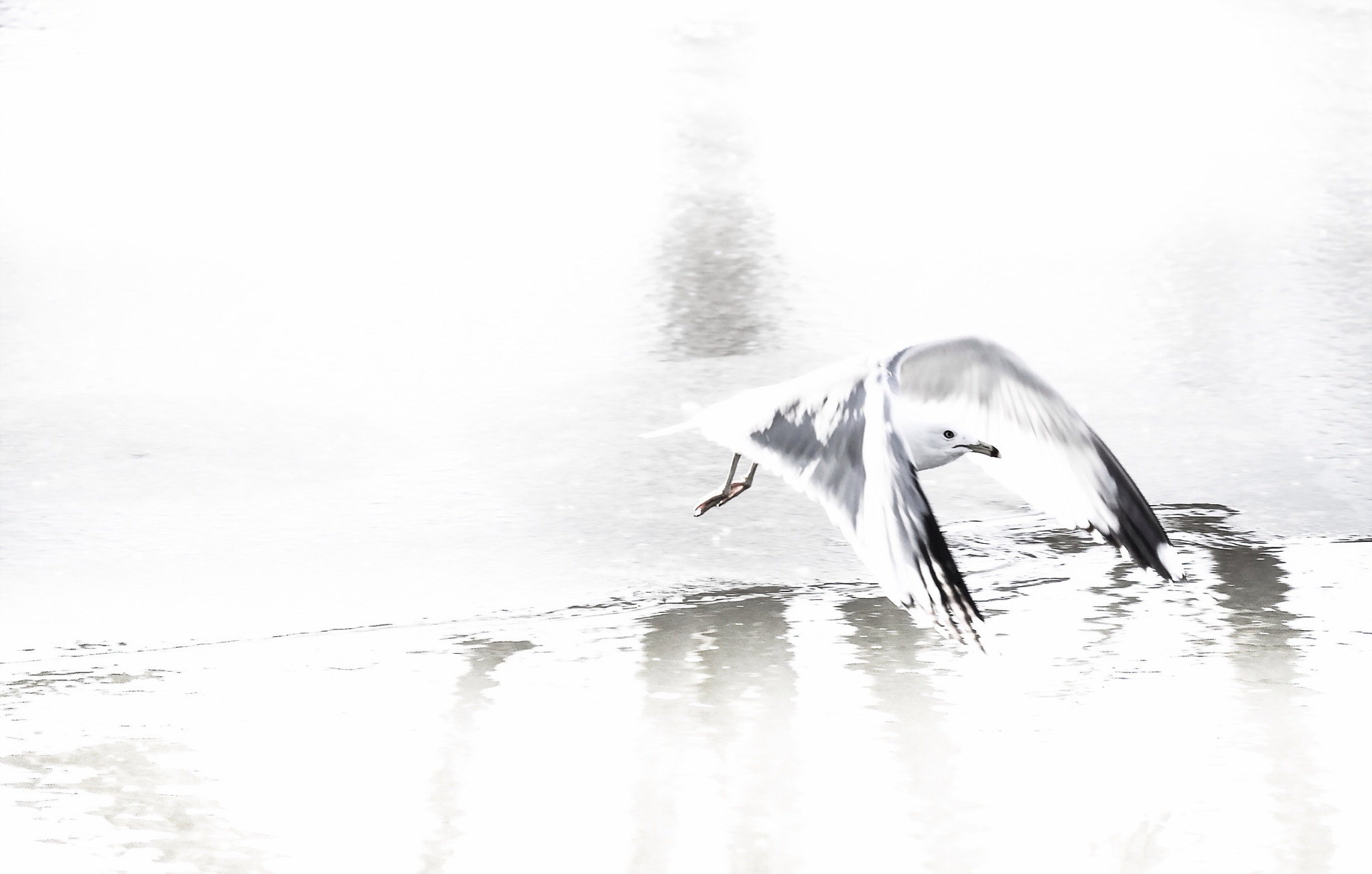 Обои природа, полет, чайка, птица, nature, flight, seagull, bird разрешение 2048x1305 Загрузить