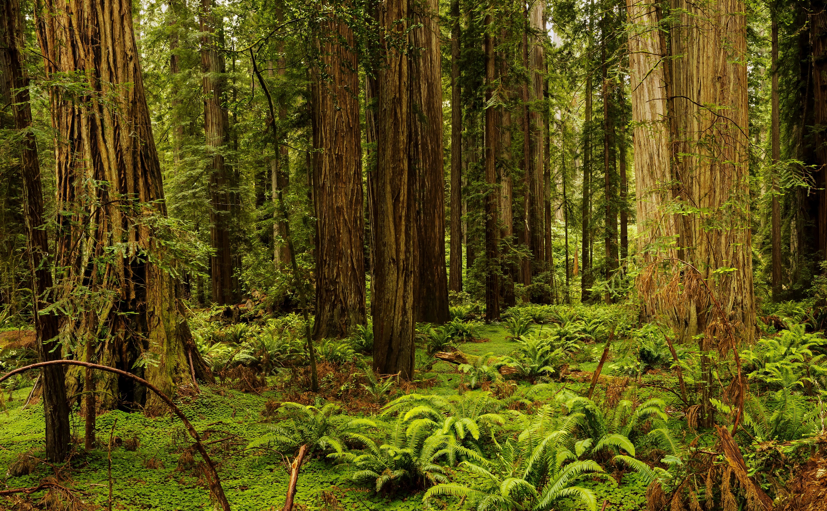 Обои трава, деревья, лес, сша, калифорния, папоротник, redwood national and state parks, redwood national state parks, grass, trees, forest, usa, ca, fern разрешение 2880x1782 Загрузить