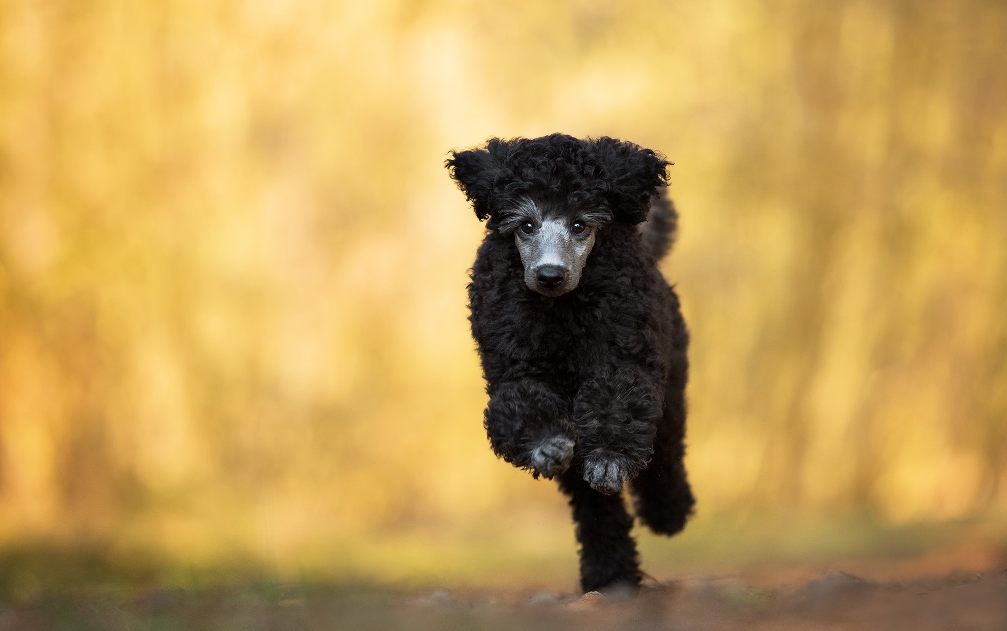 Обои взгляд, собака, друг, бег, пудель, look, dog, each, running, poodle разрешение 2047x1284 Загрузить