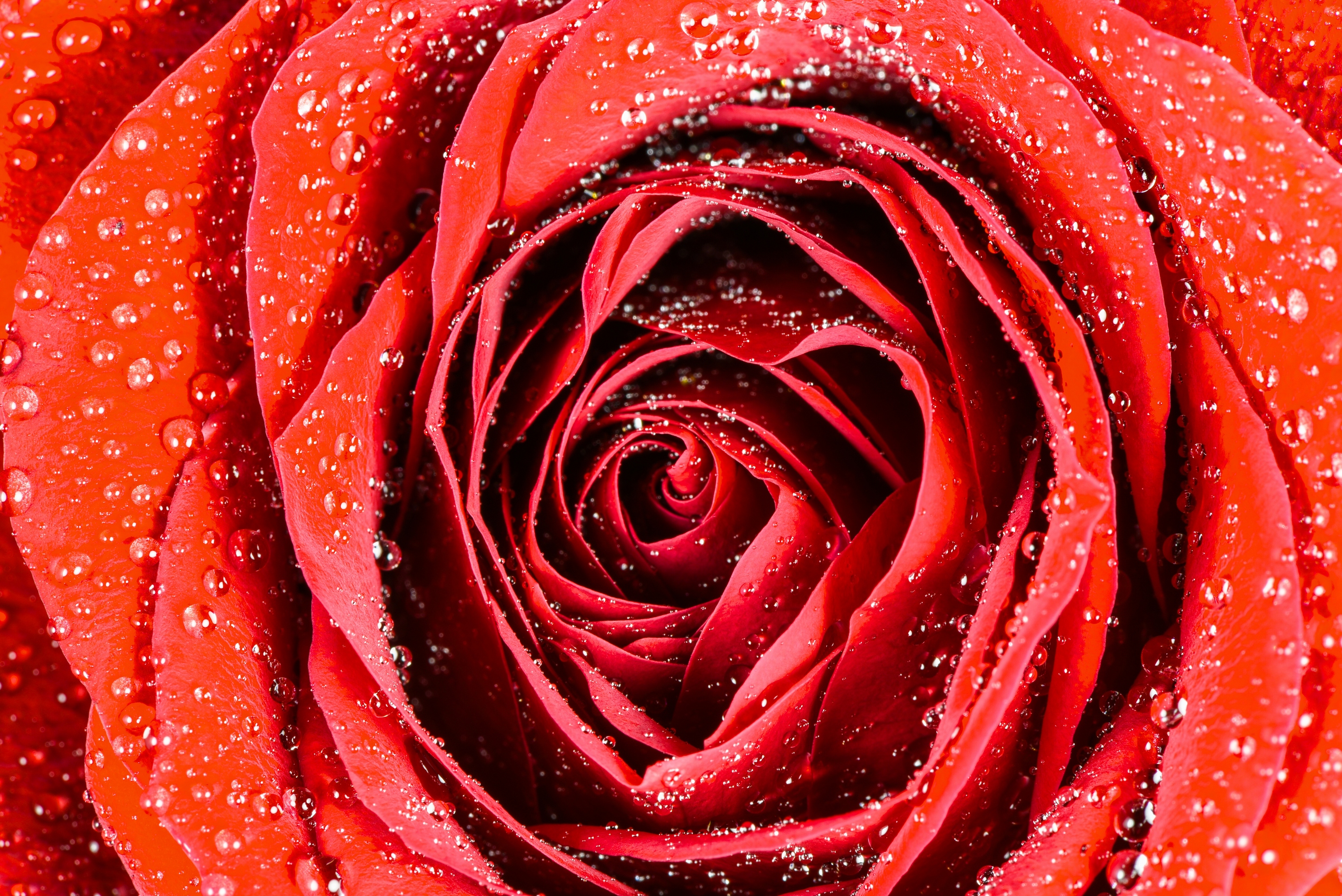 Обои макро, капли, роза, бутон, macro, drops, rose, bud разрешение 2880x1923 Загрузить