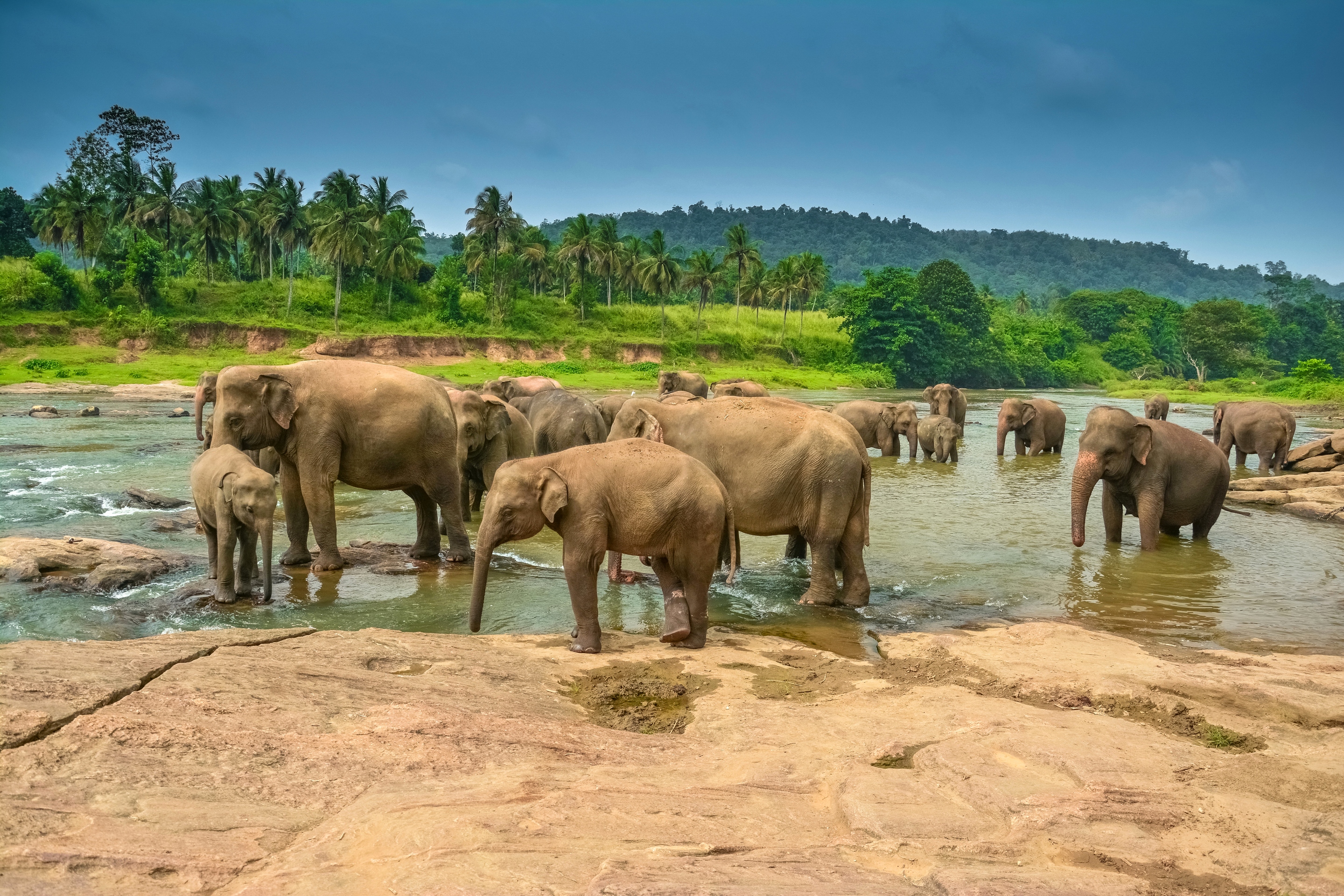 Обои река, пейзаж, пальмы, слоны, тропики, водопой, стадо, river, landscape, palm trees, elephants, tropics, drink, the herd разрешение 2880x1920 Загрузить