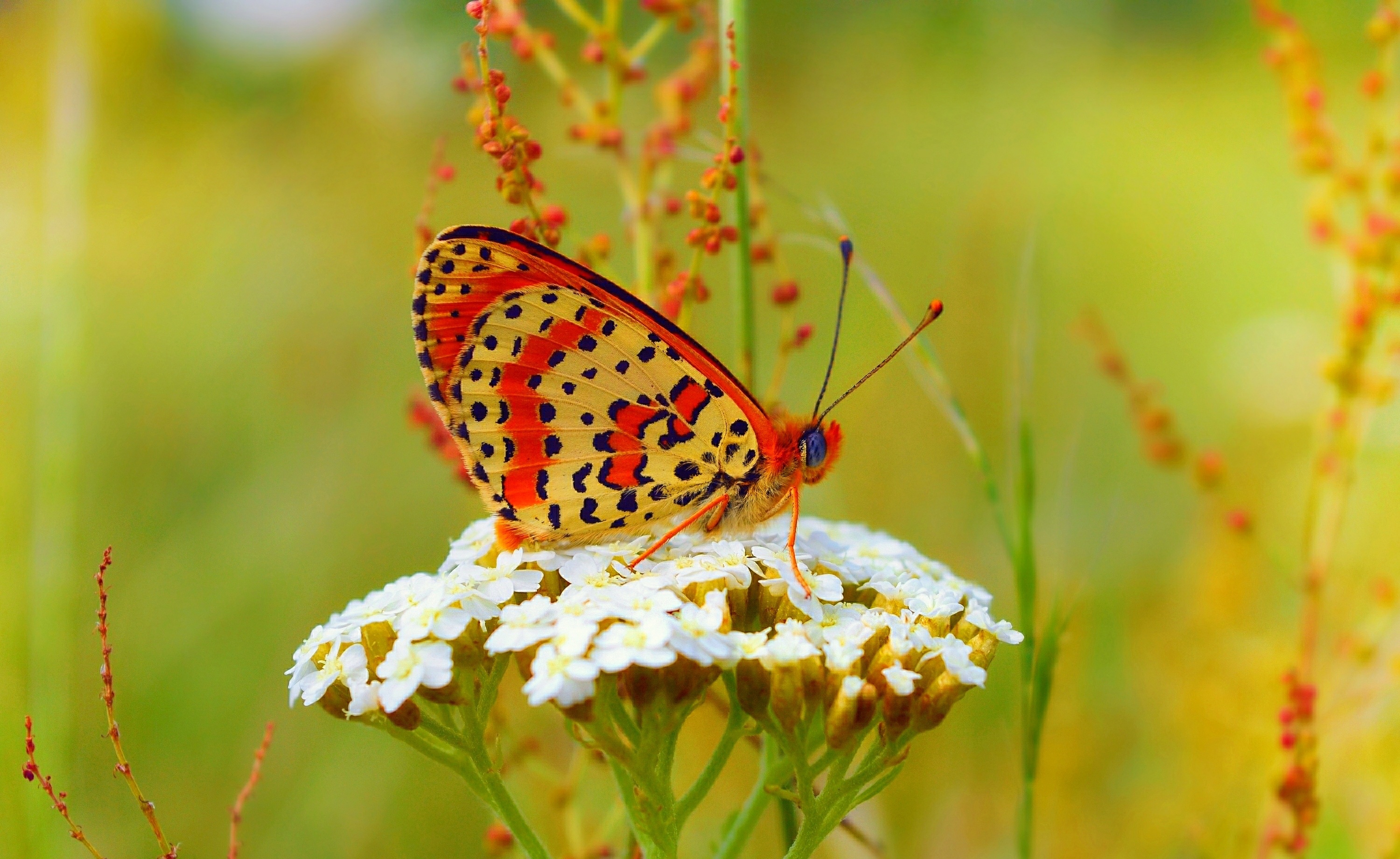 Обои бабочка, цветочки, боке,  цветы, butterfly, flowers, bokeh разрешение 3000x1841 Загрузить