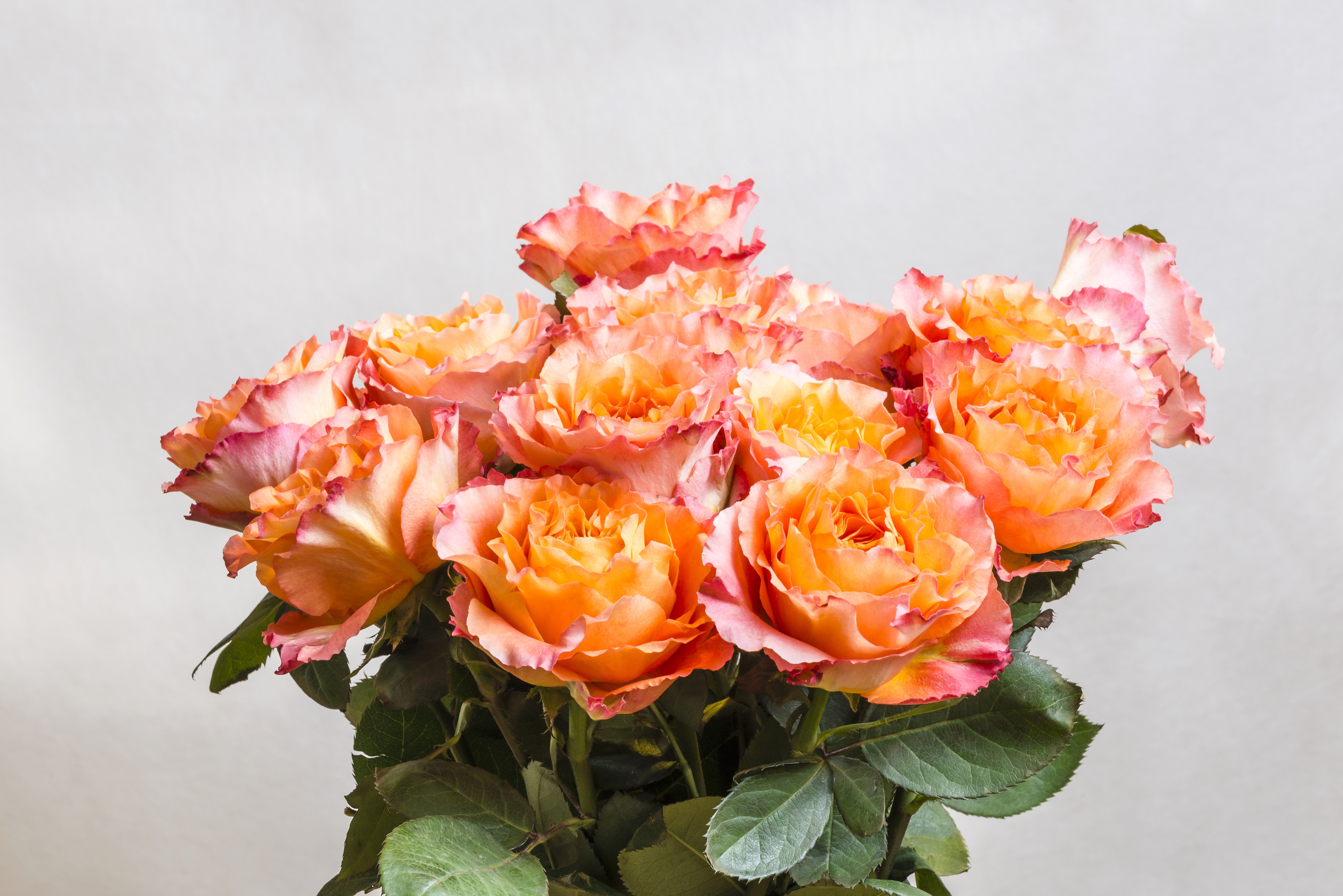 Обои розы, букет, оранжевые, роз, roses, bouquet, orange разрешение 4500x3003 Загрузить