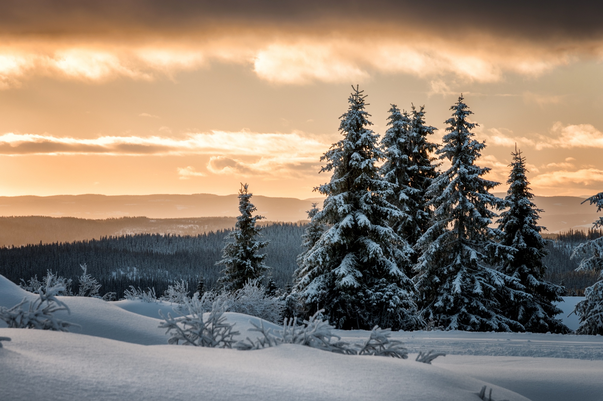Обои снег, лес, зима, ели, норвегия, лиллехаммер, snow, forest, winter, ate, norway, lillehammer разрешение 2000x1329 Загрузить